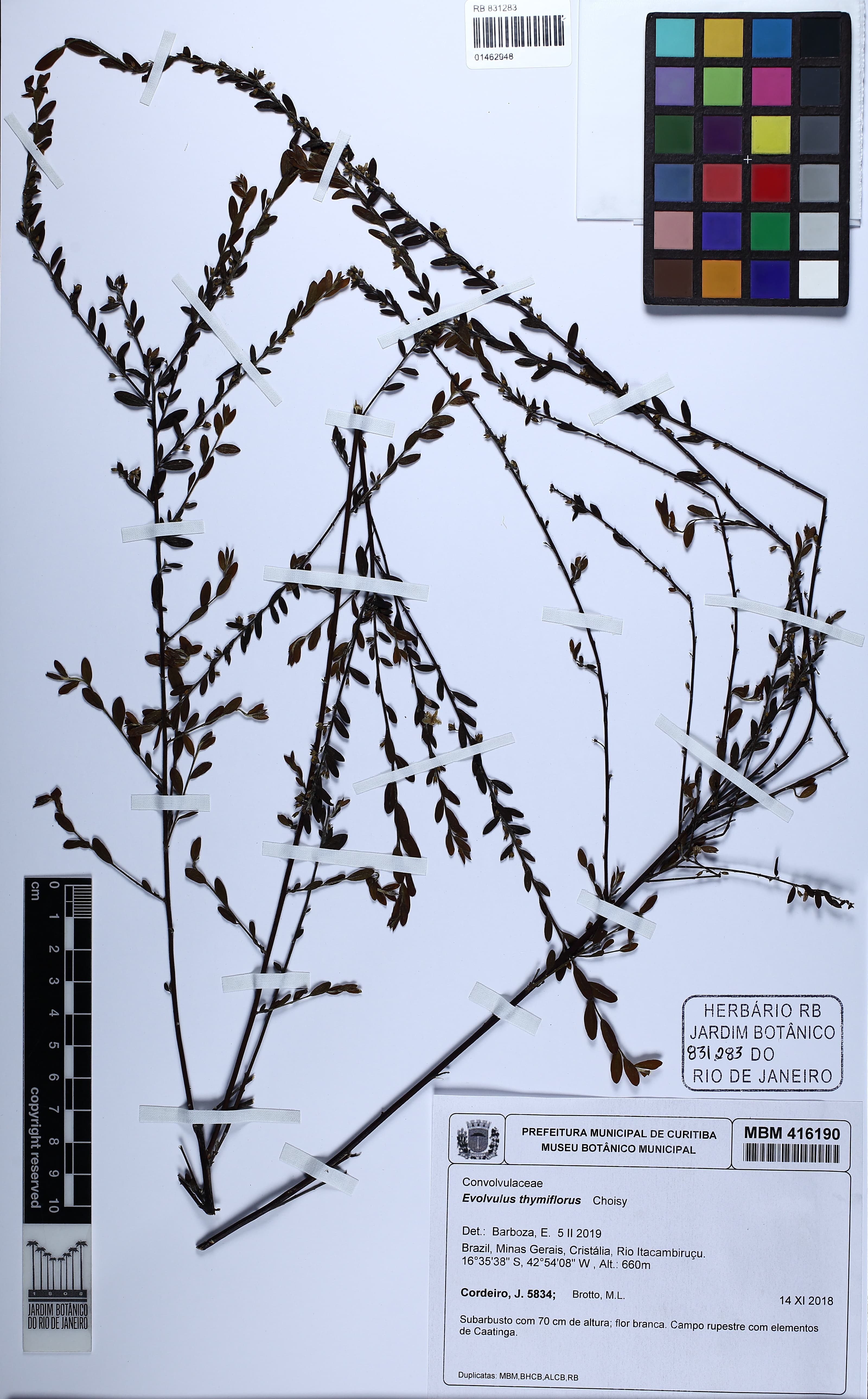 Evolvulus thymiflorus