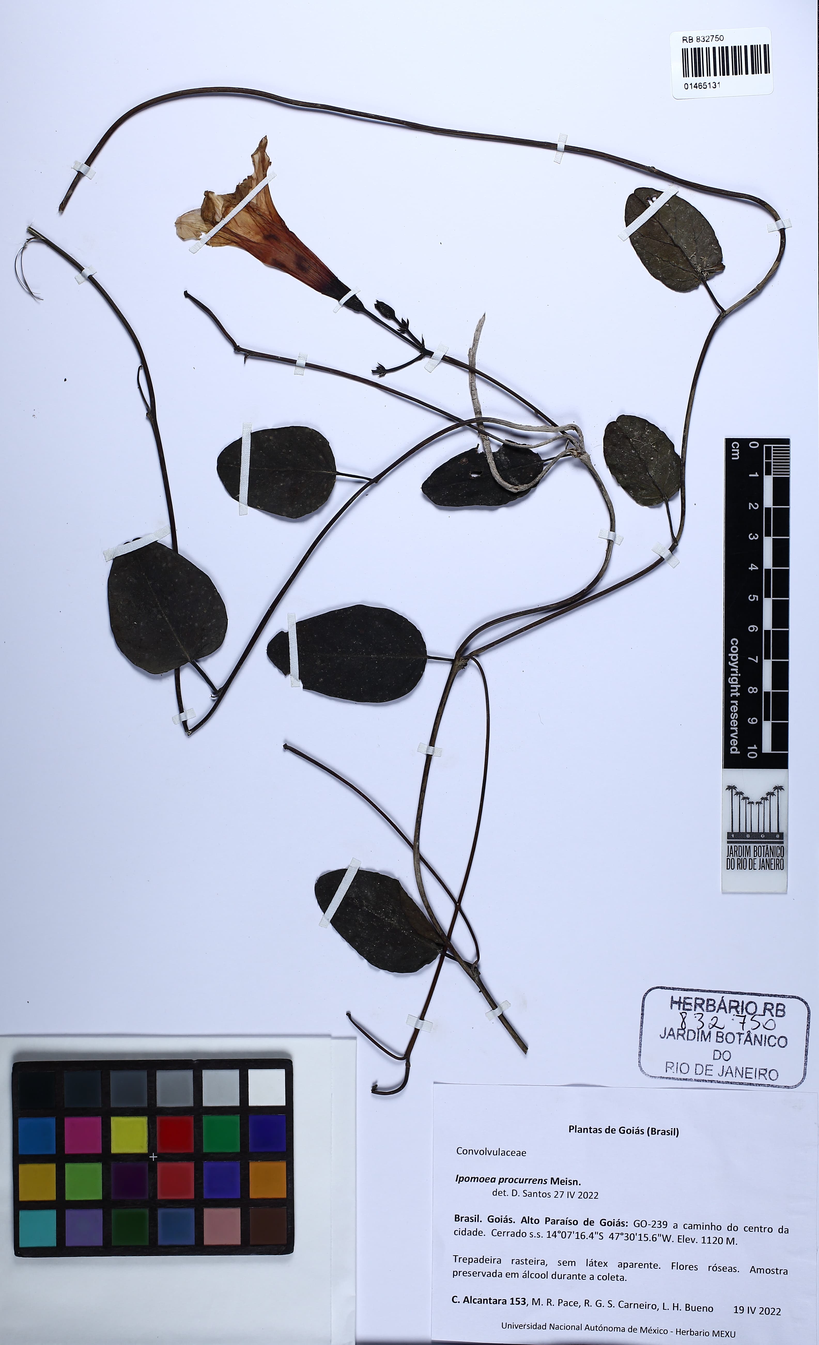 Jacquemontia warmingii