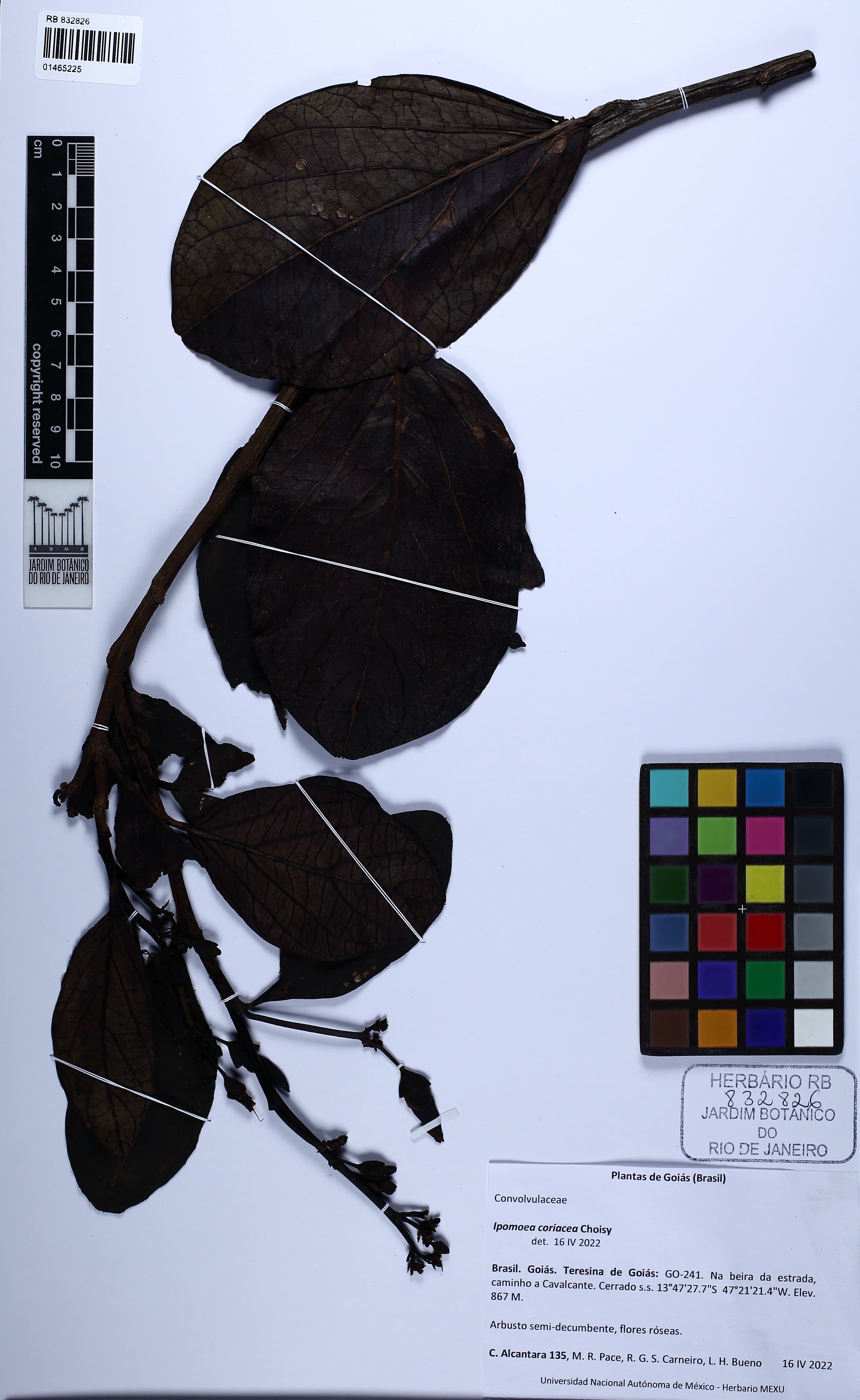 Ipomoea coriacea