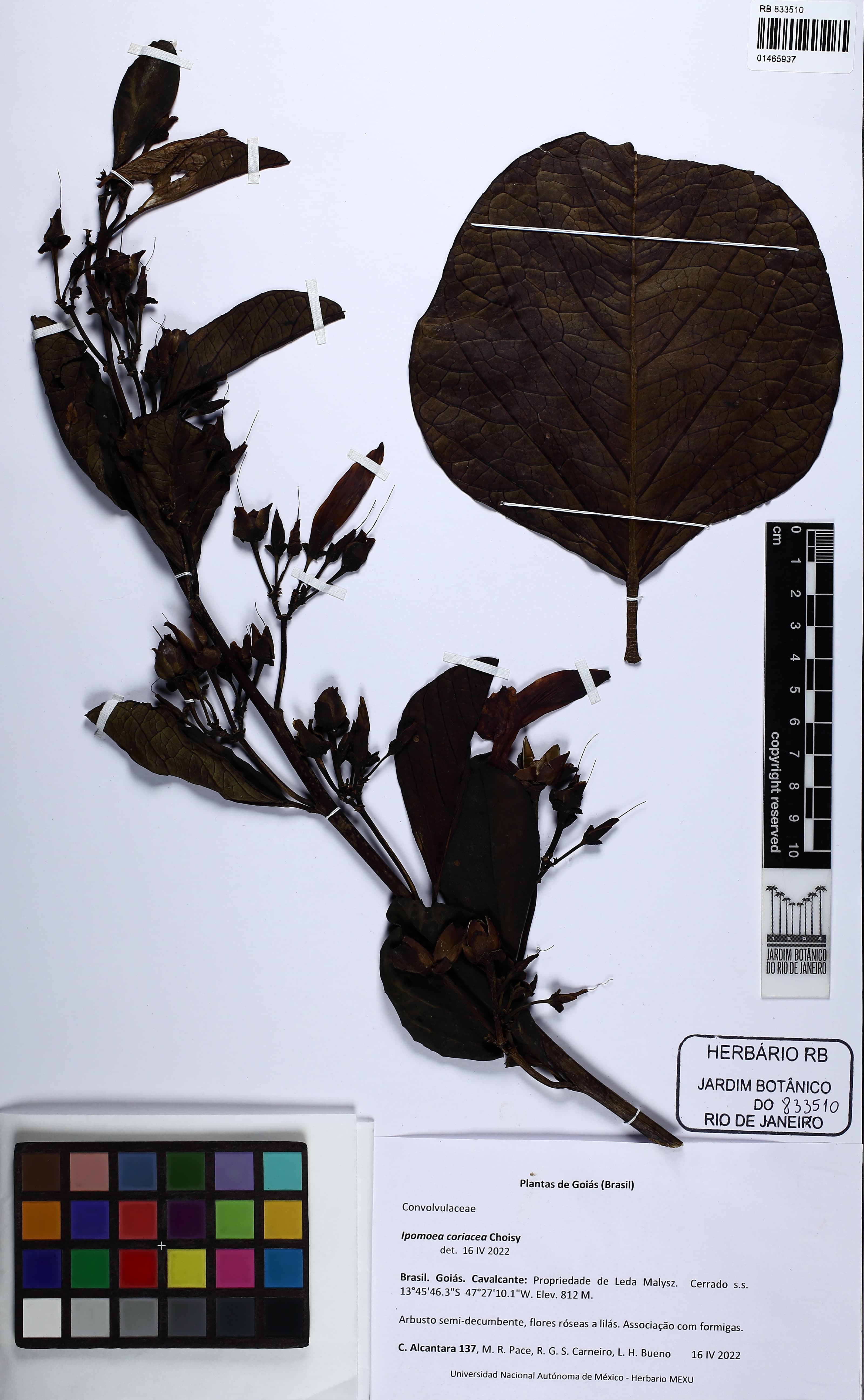 Ipomoea coriacea