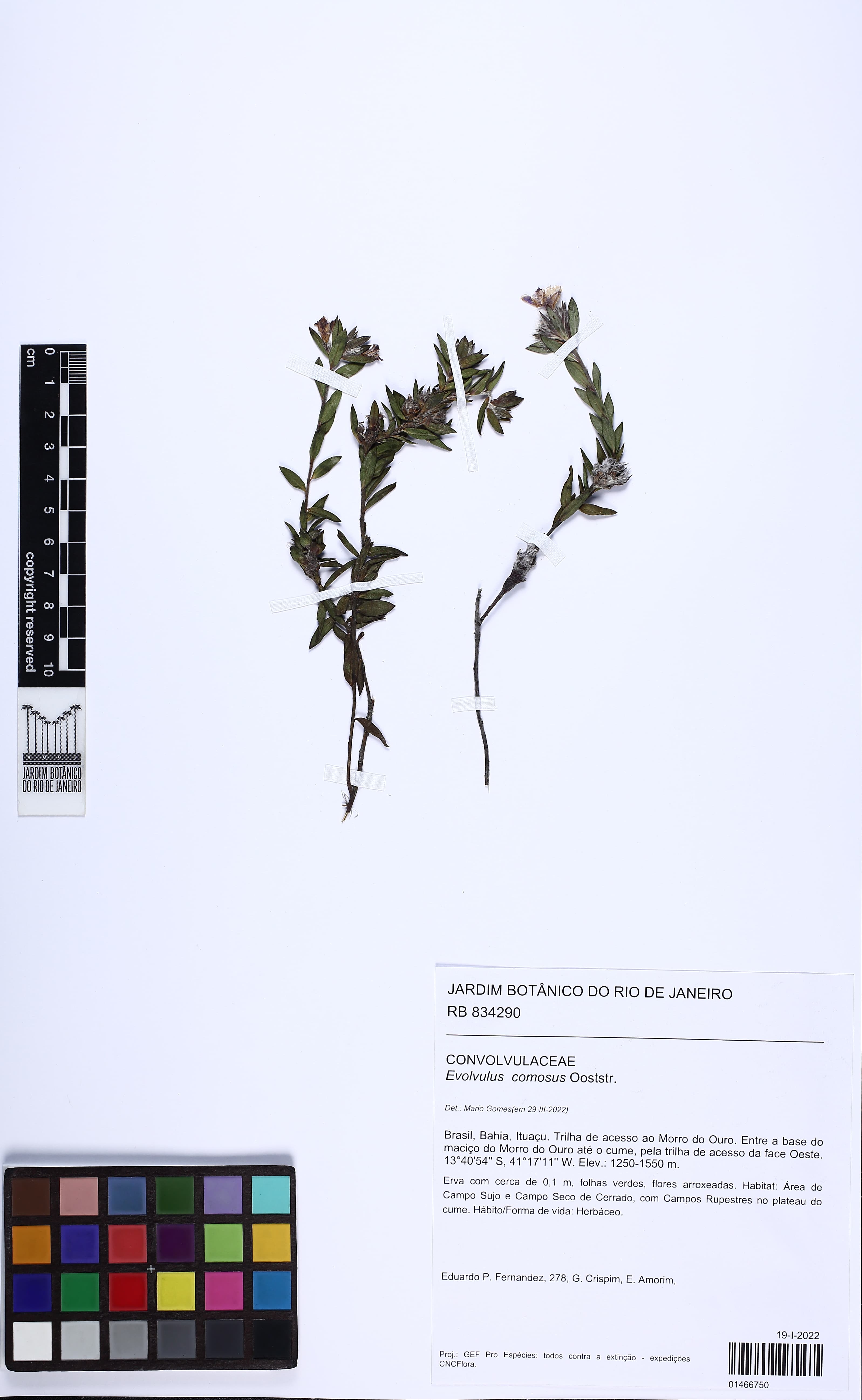 Evolvulus comosus