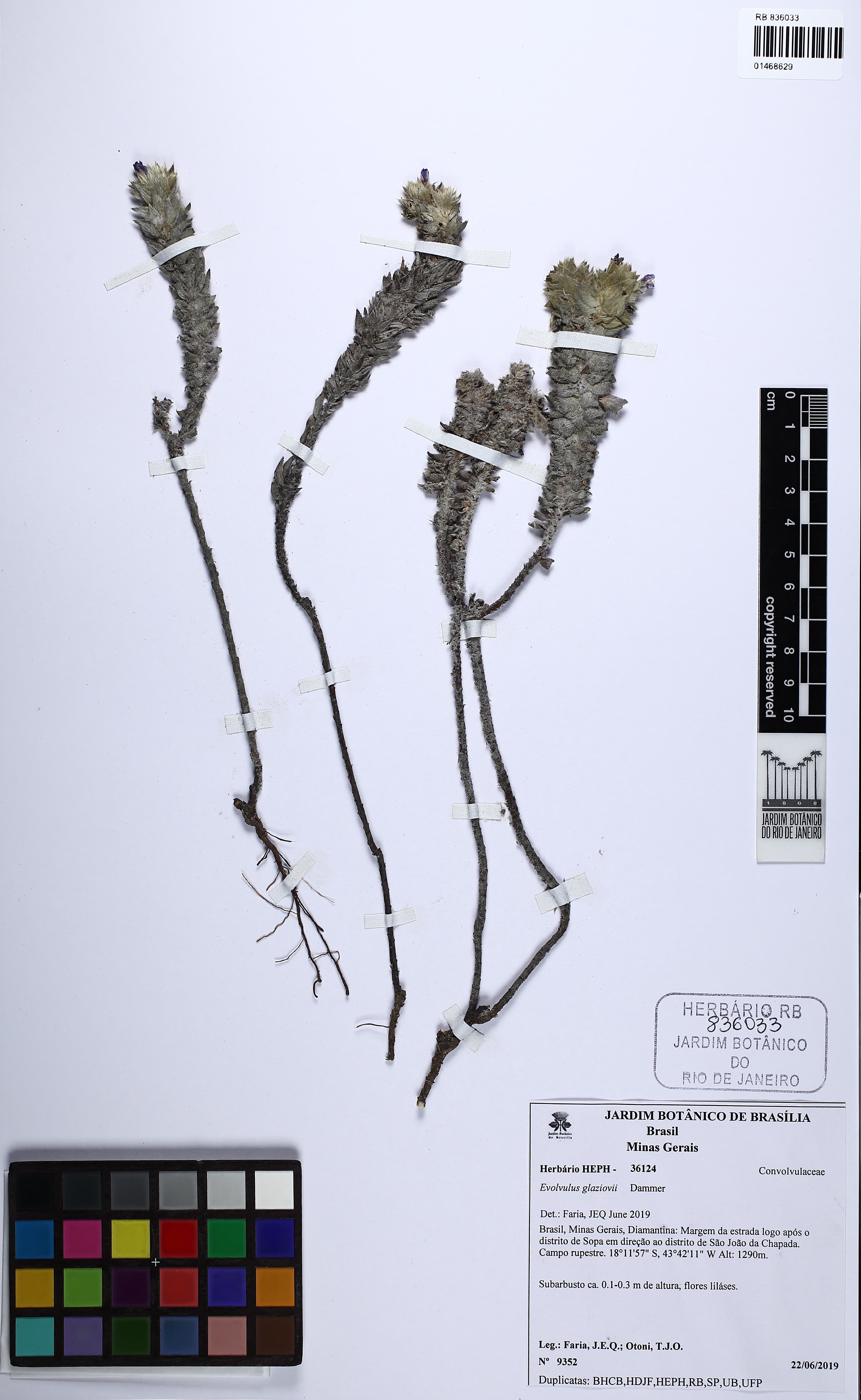 Evolvulus glaziovii