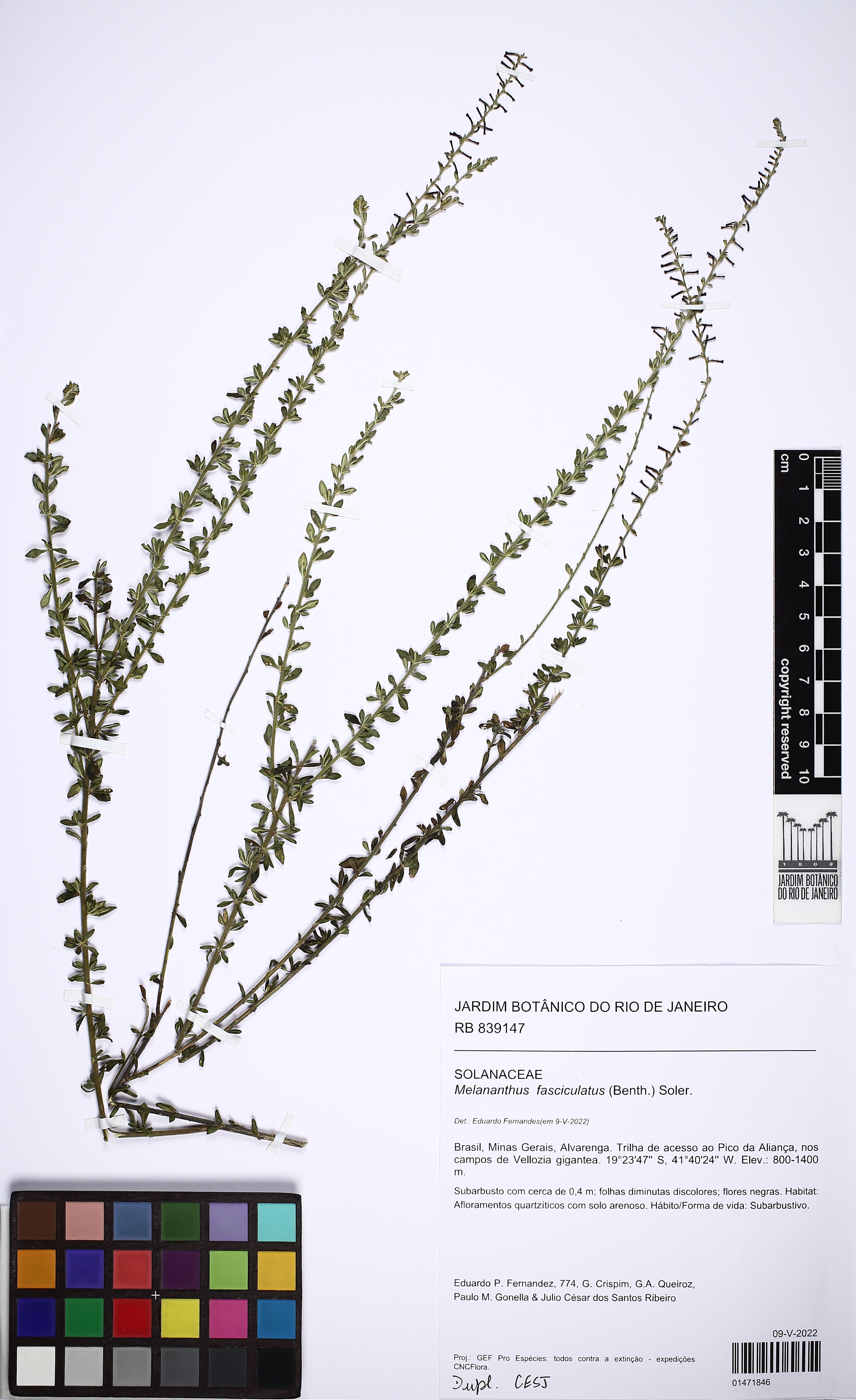 Melananthus fasciculatus