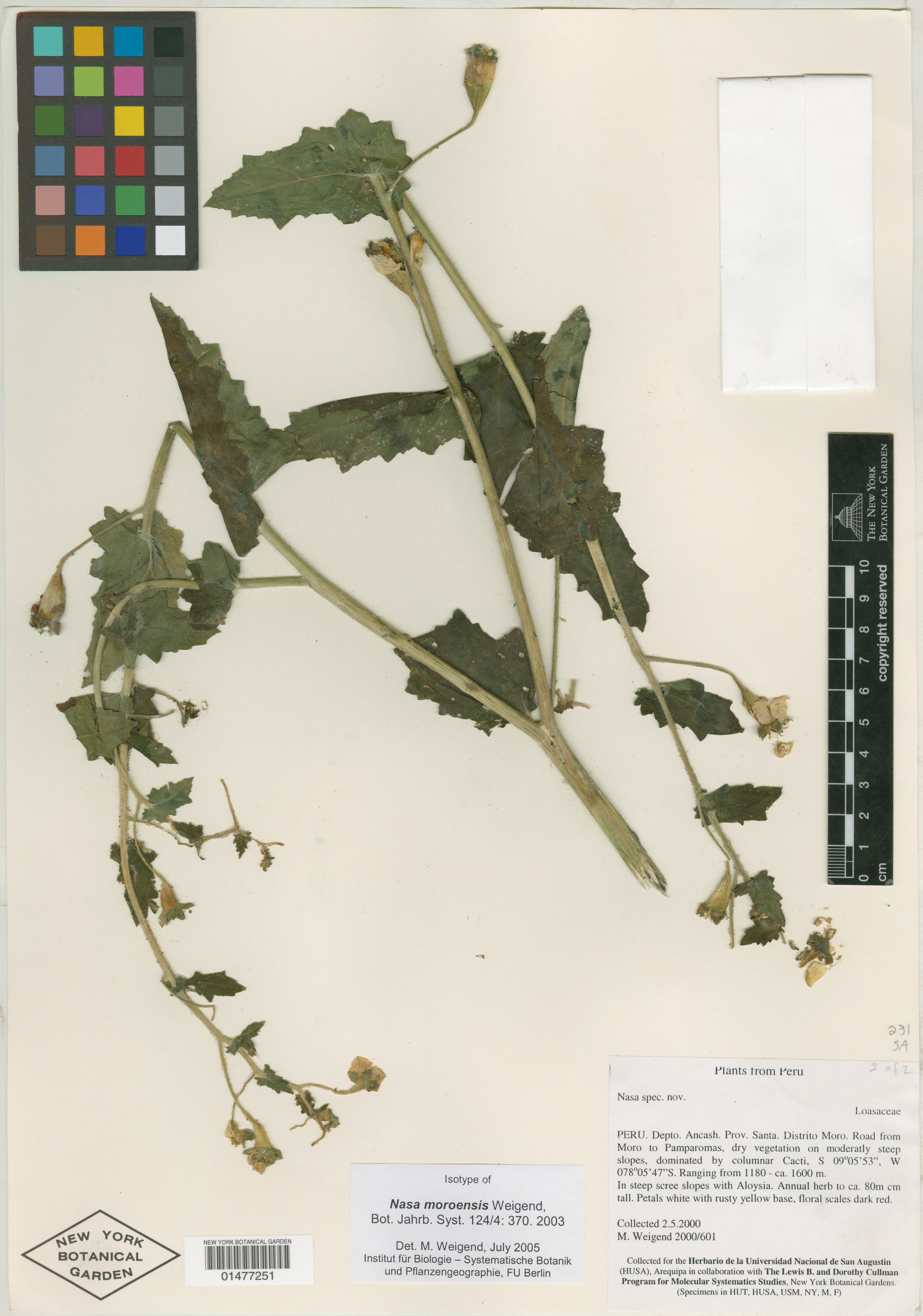 Nasa moroensis