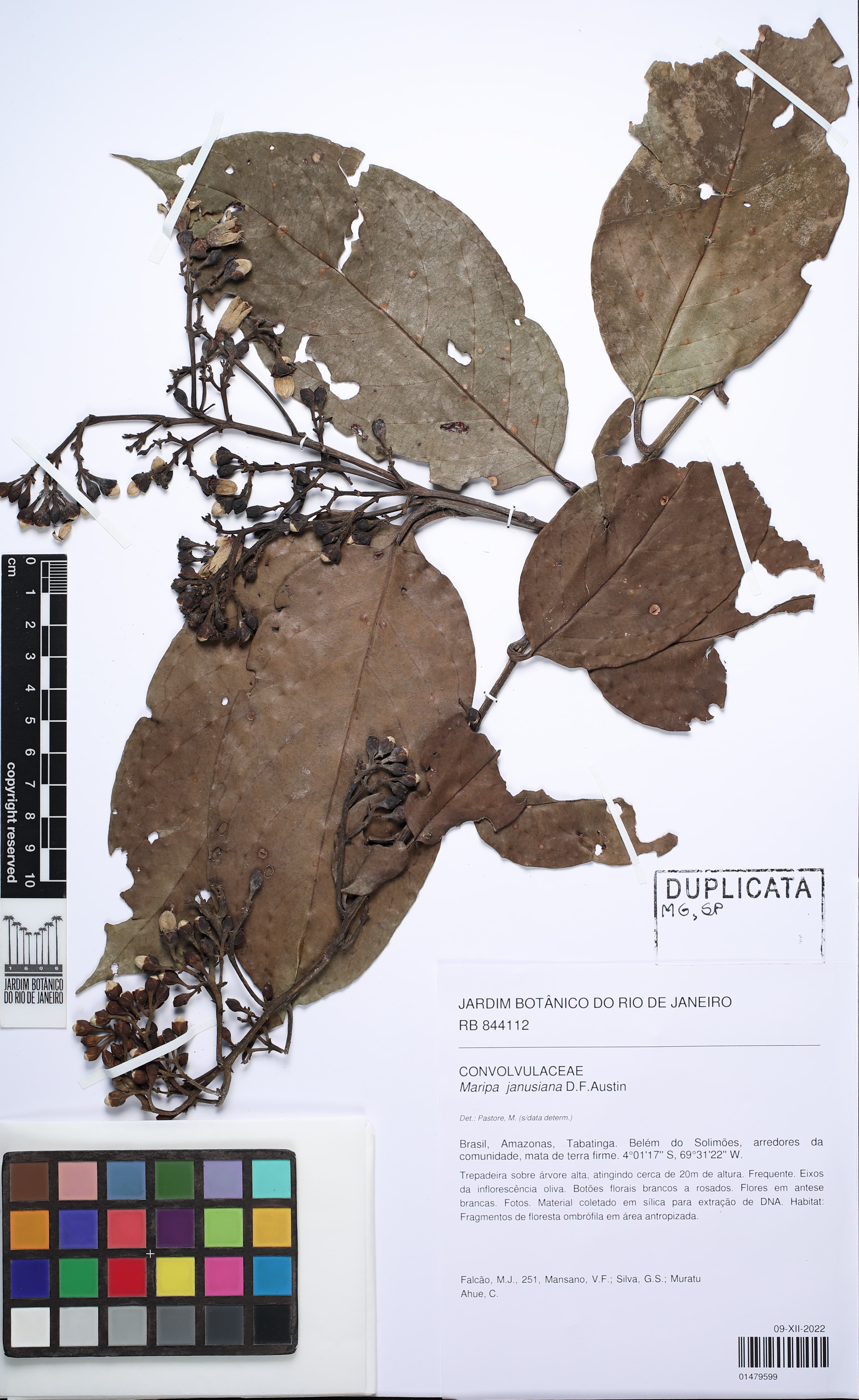 Maripa janusiana