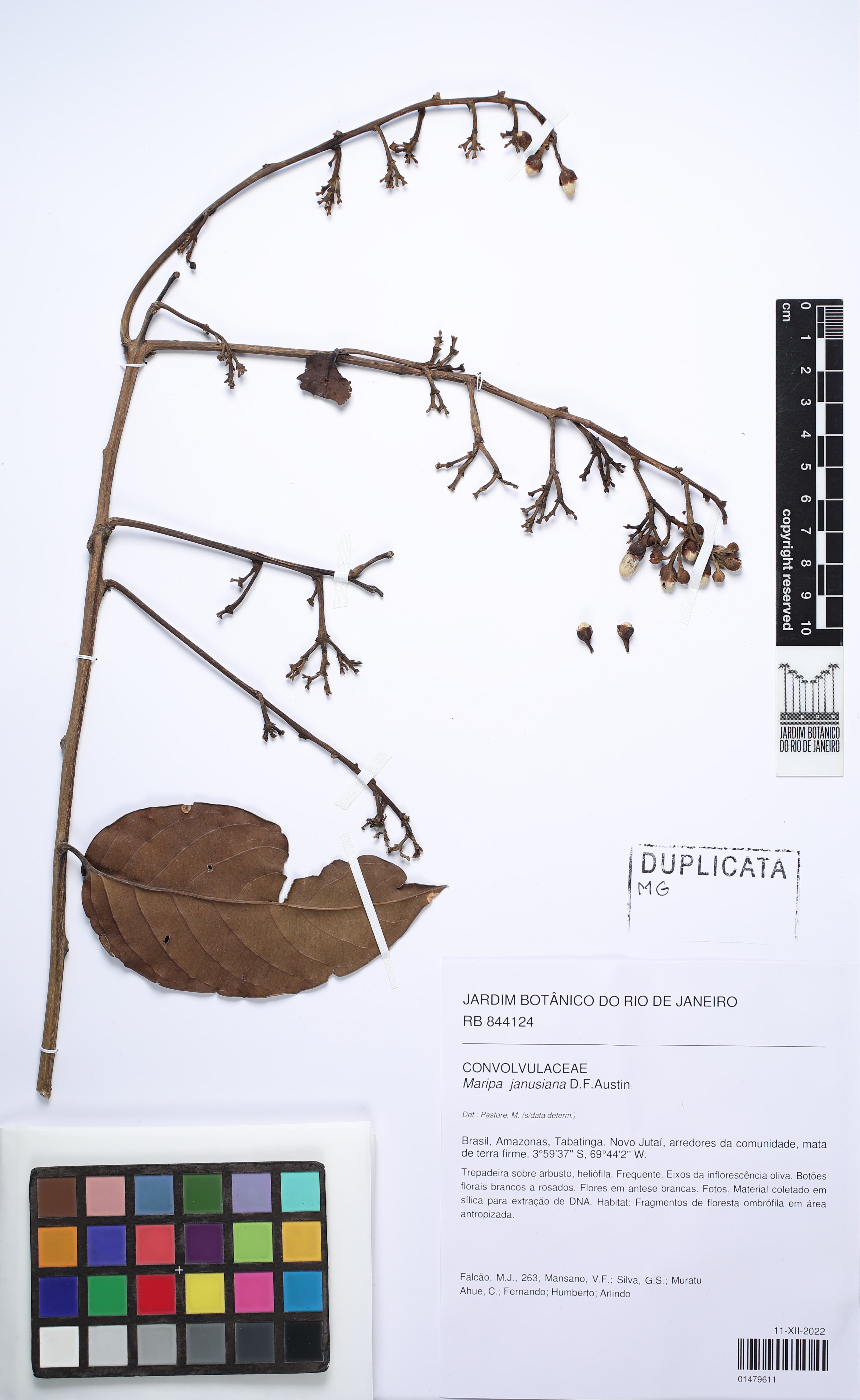 Maripa janusiana