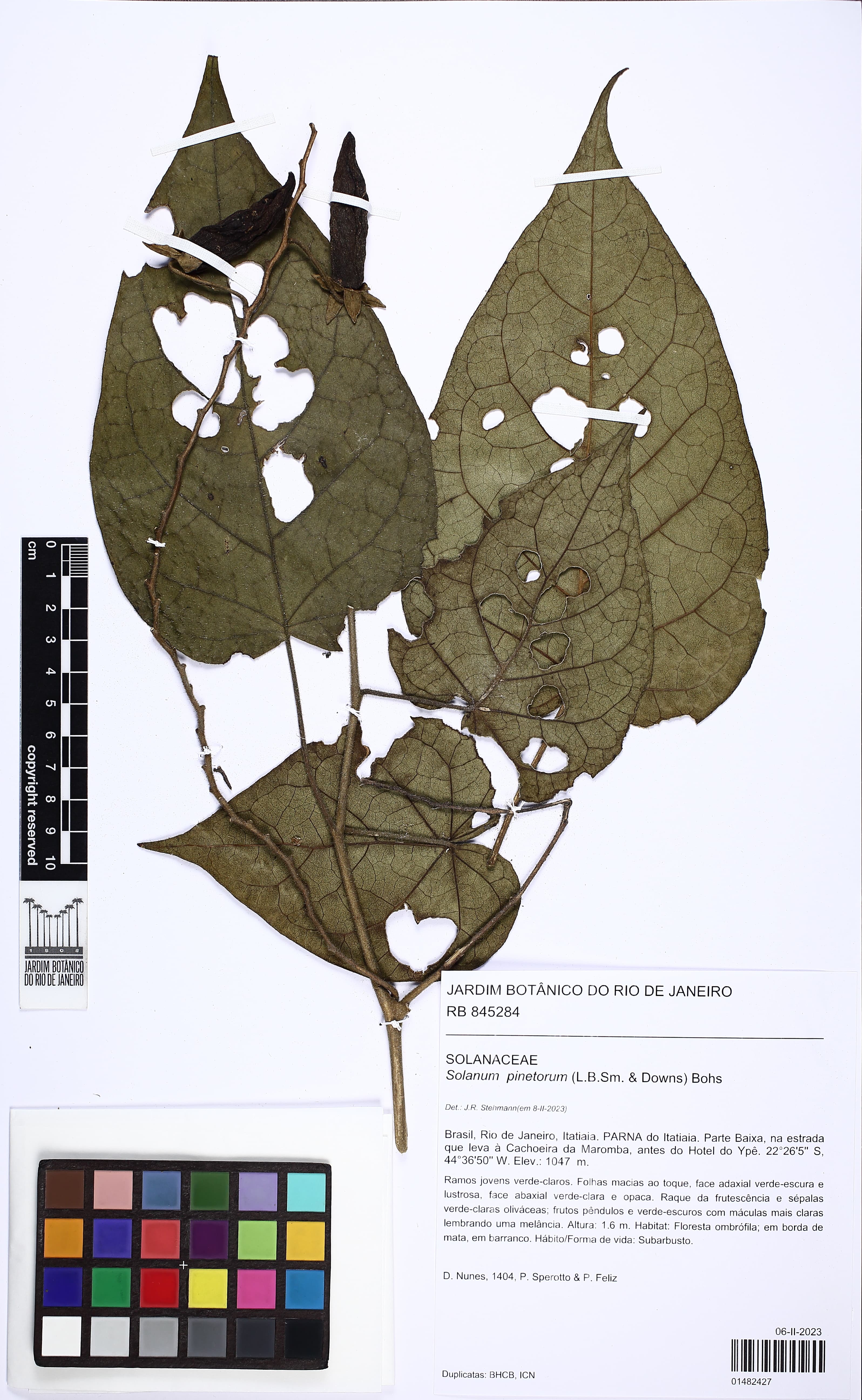 Solanum pinetorum