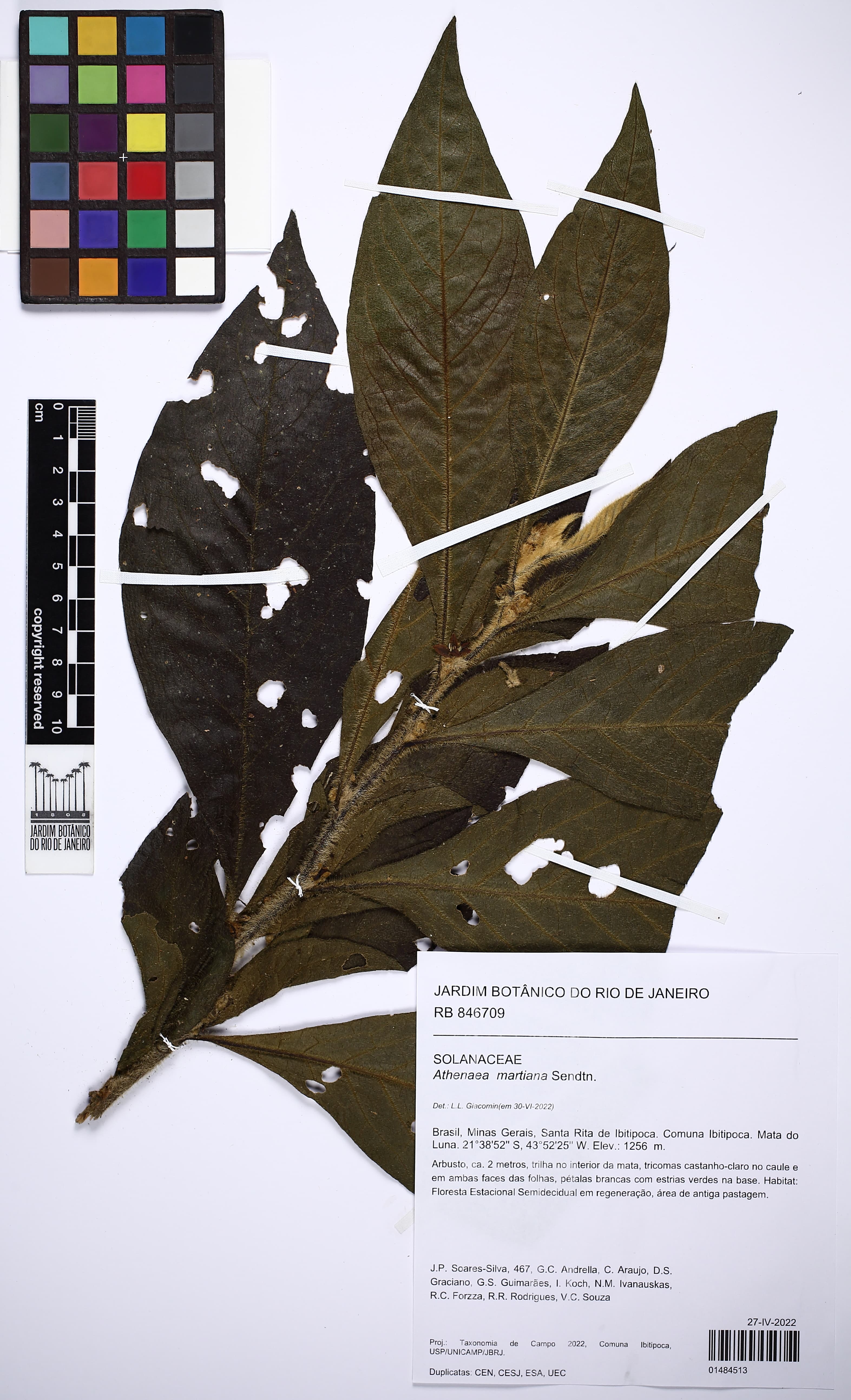 Athenaea martiana