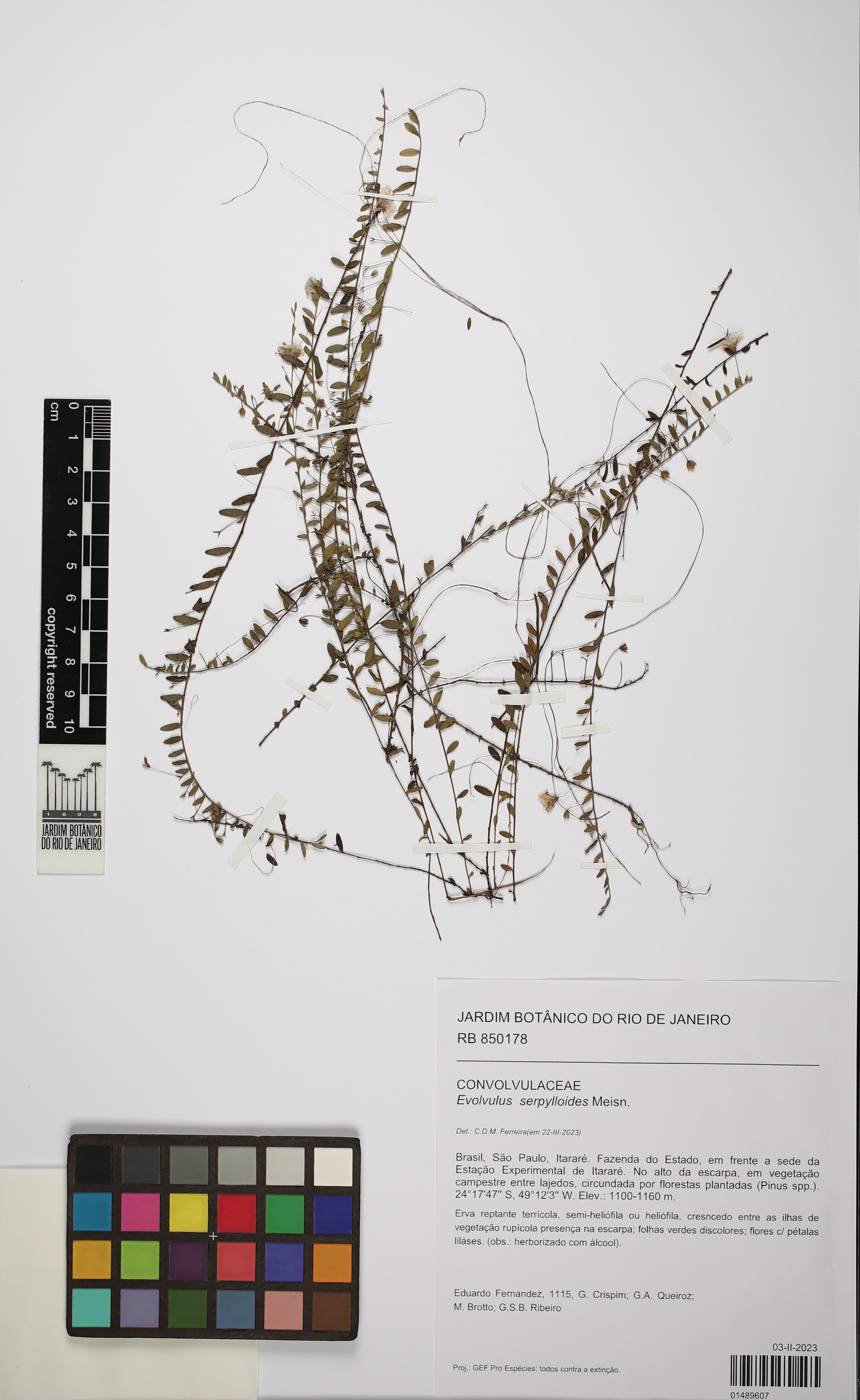 Evolvulus serpylloides