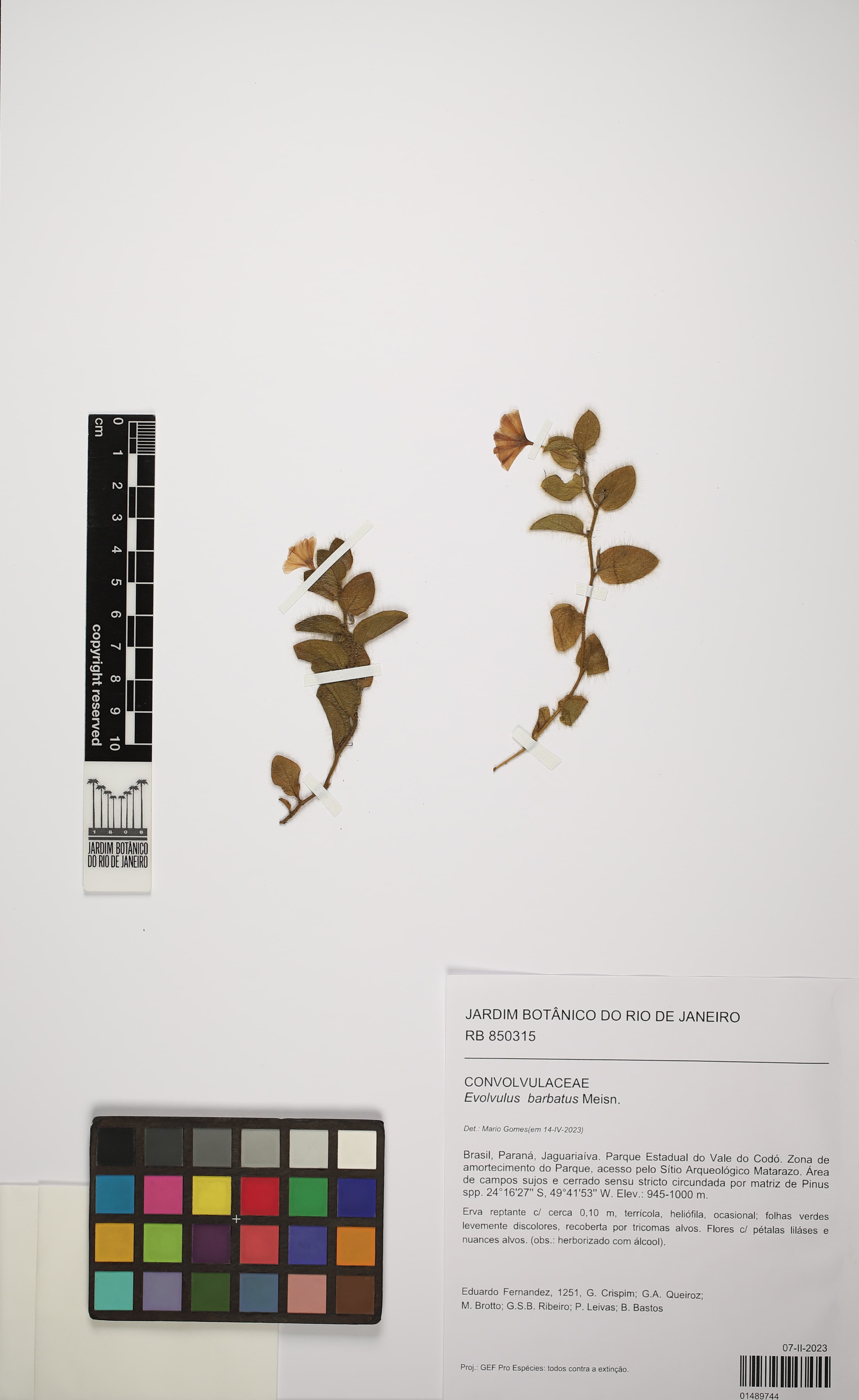 Evolvulus barbatus