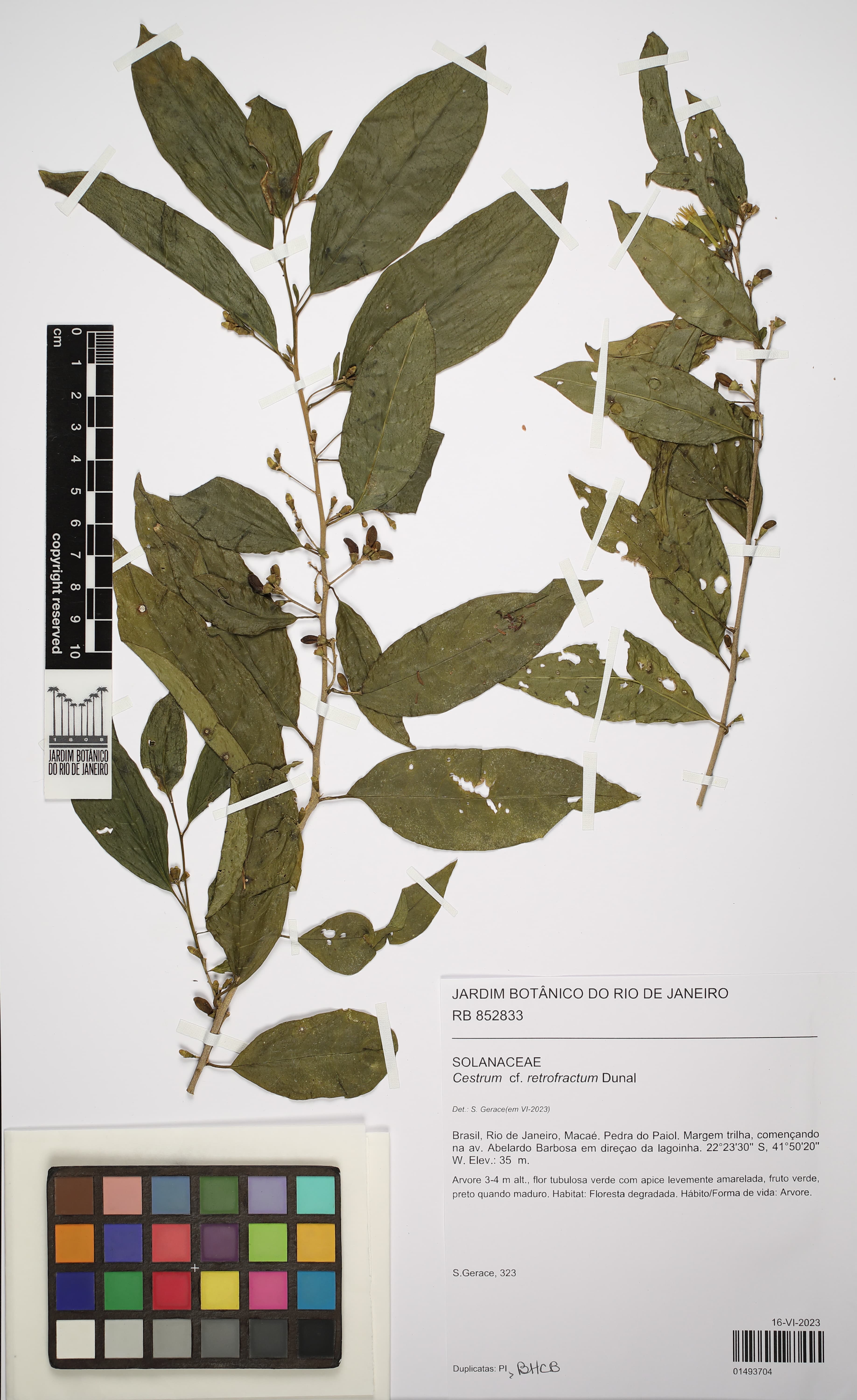 Cestrum retrofractum