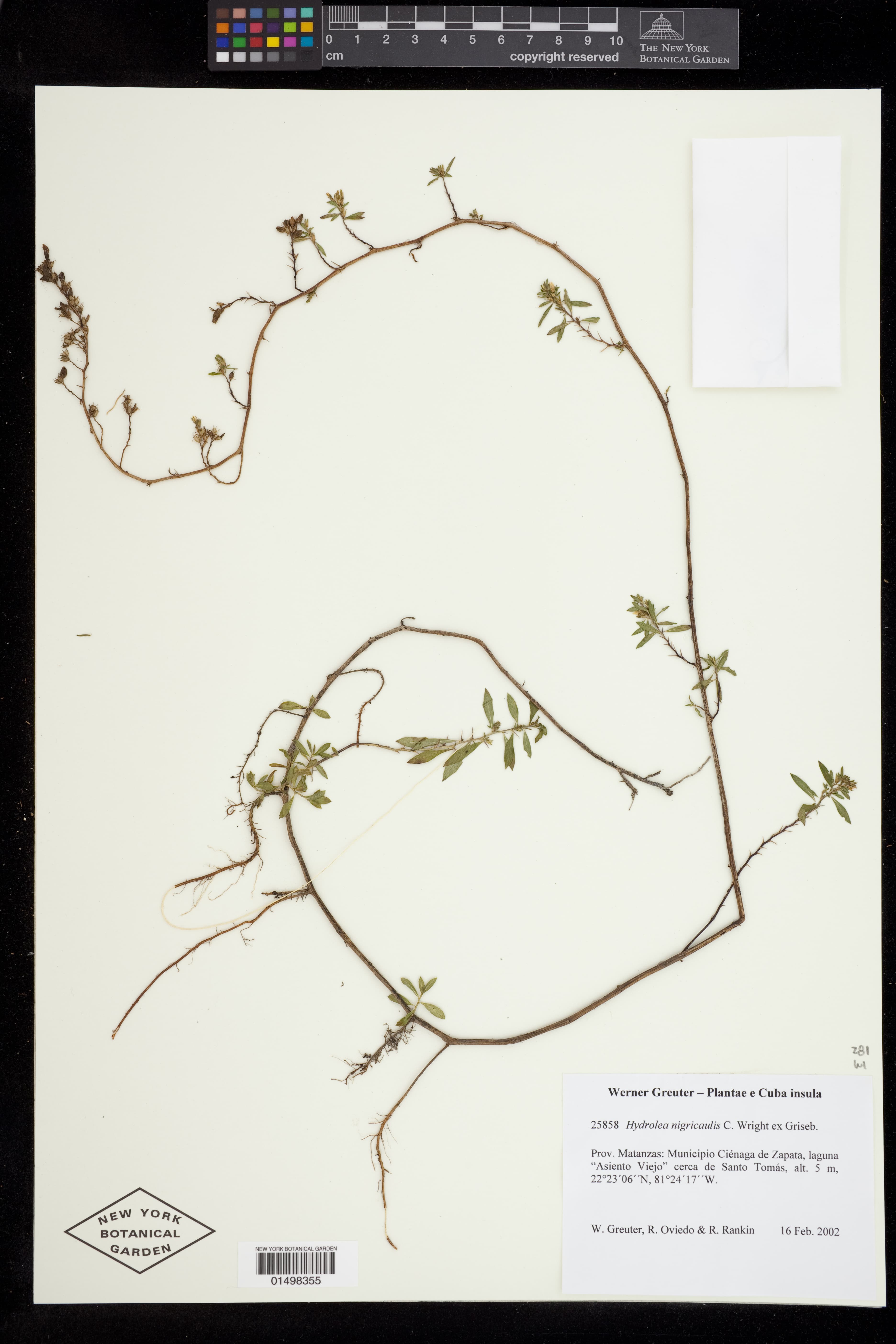 Hydrolea nigricaulis