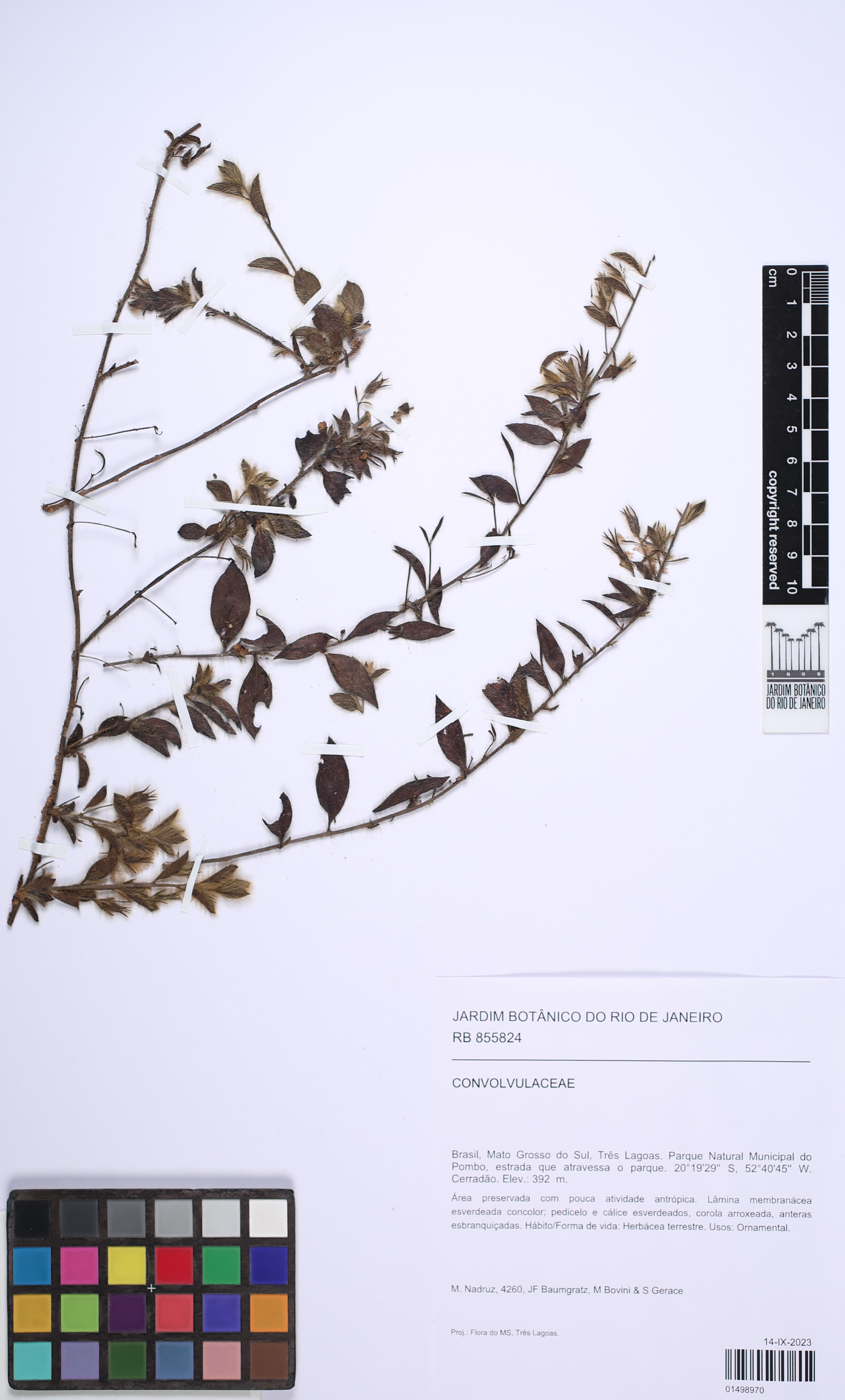 Jacquemontia villosissima