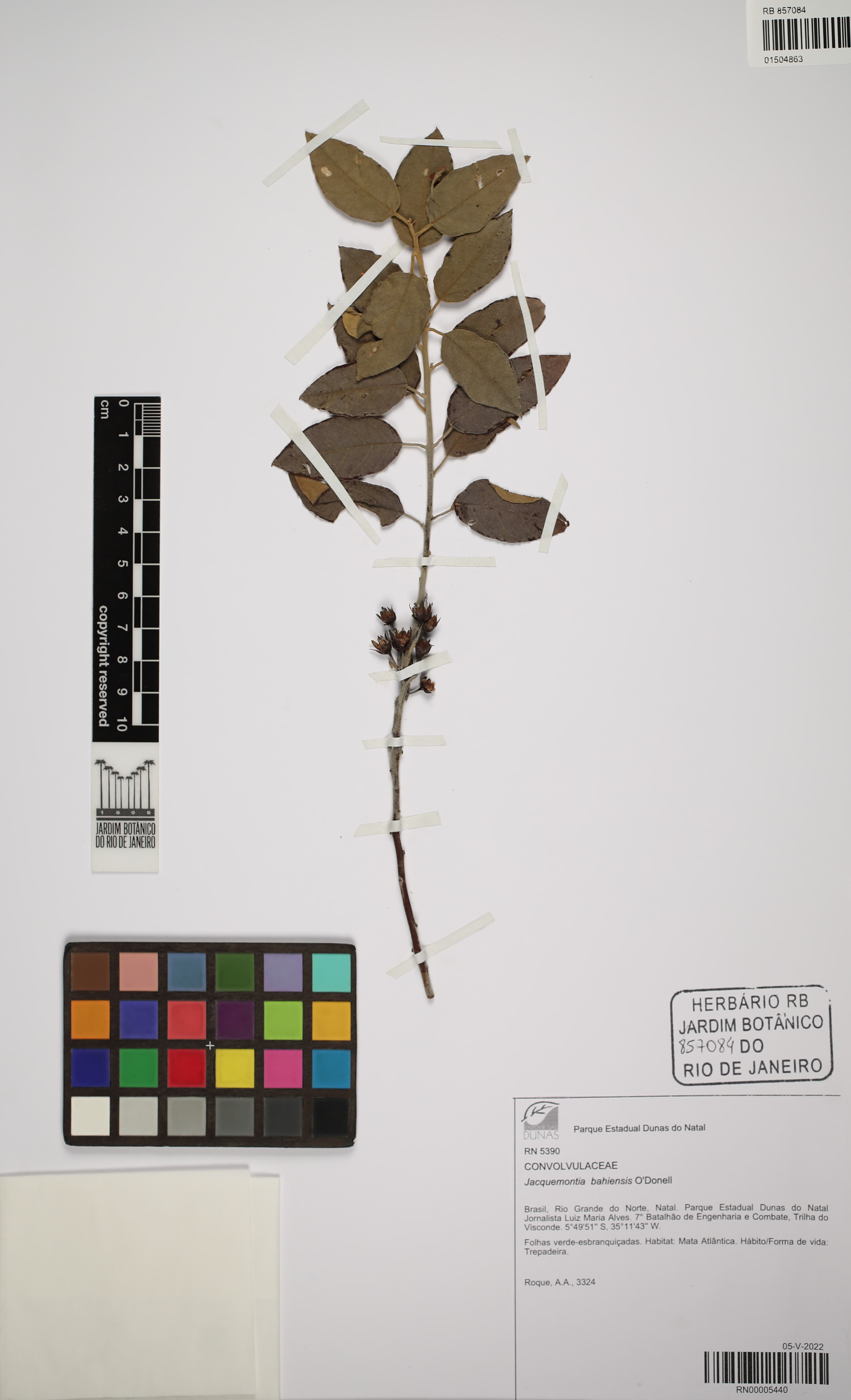 Jacquemontia bahiensis