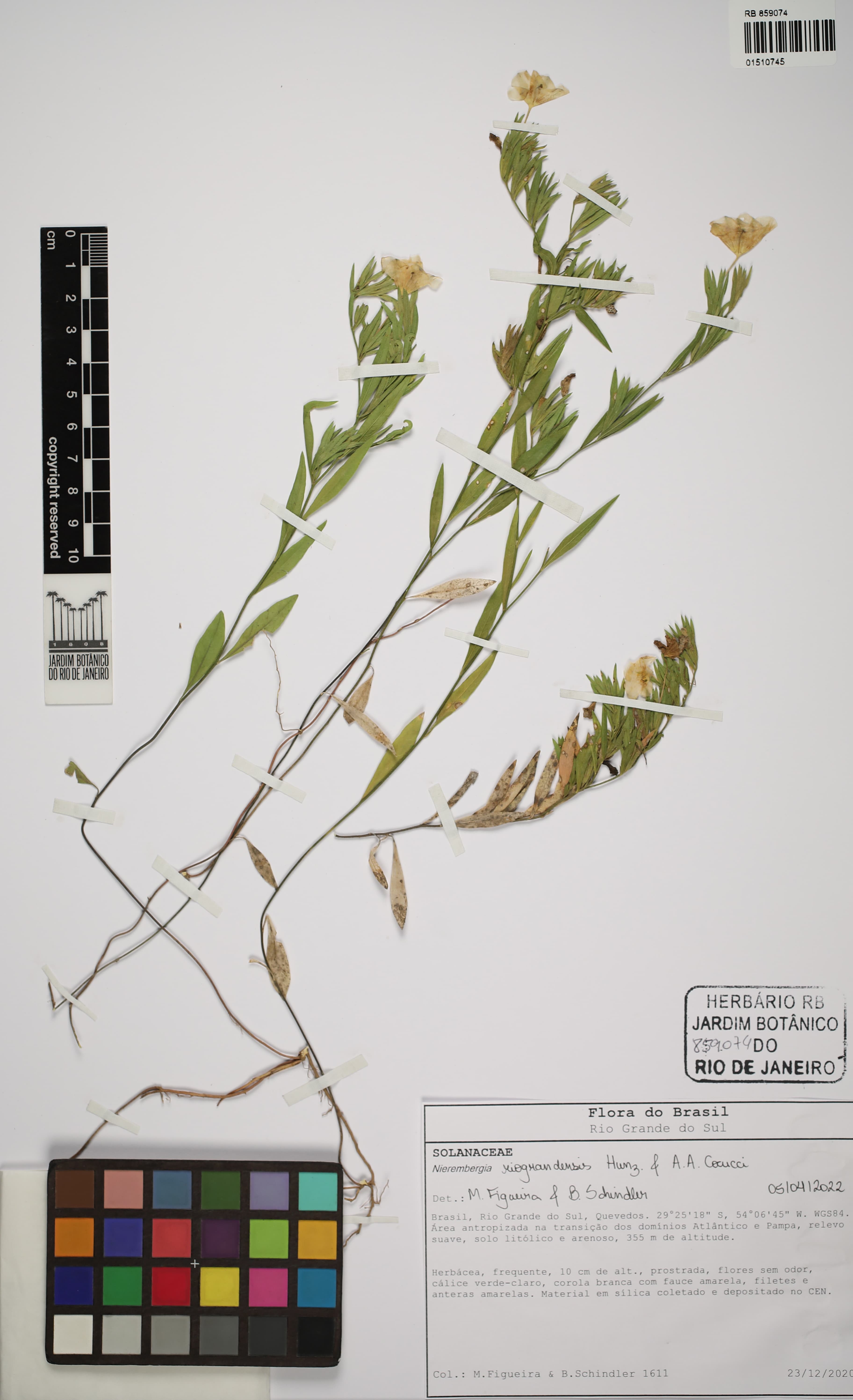 Nierembergia riograndensis