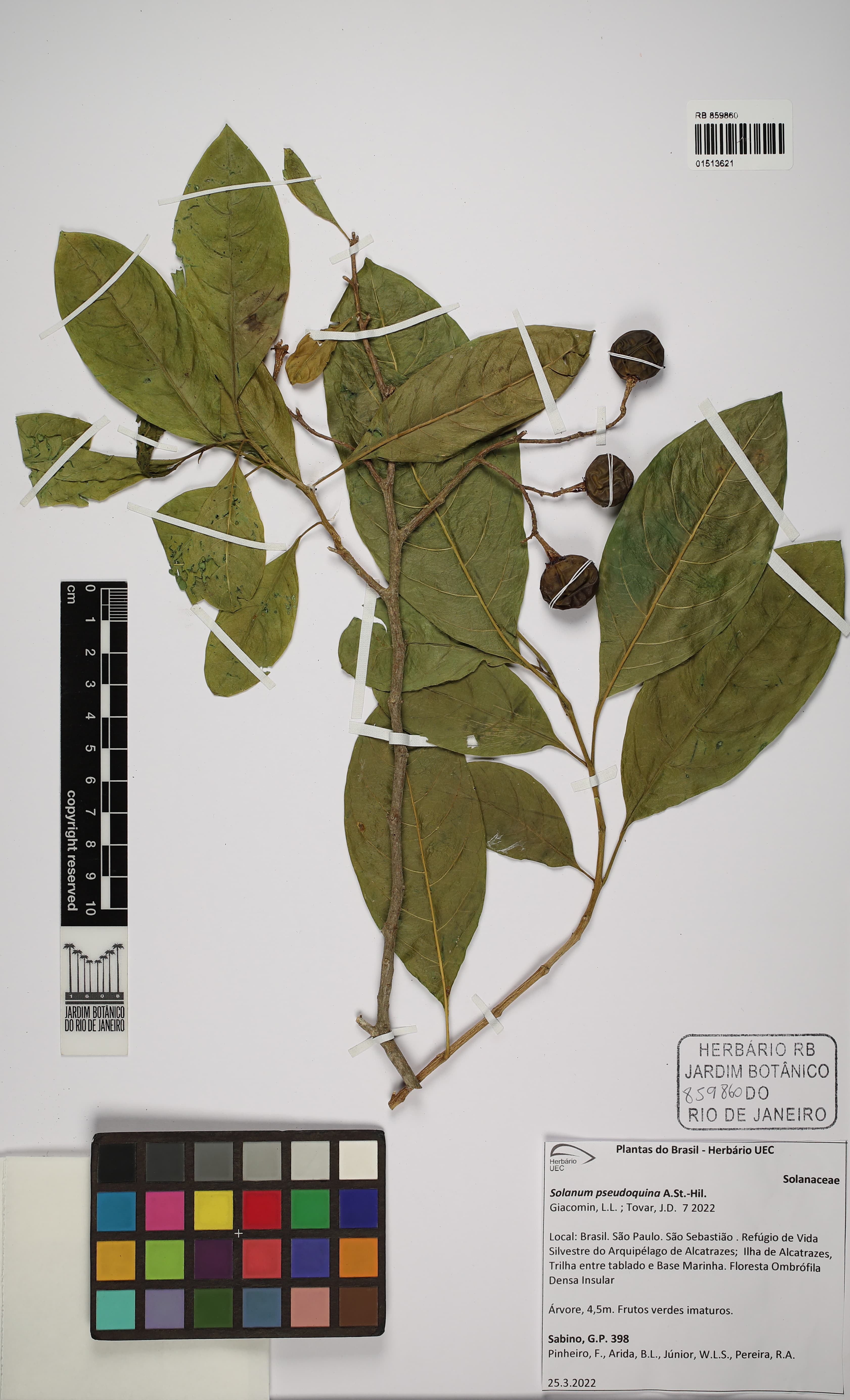 Solanum pseudoauriculatum