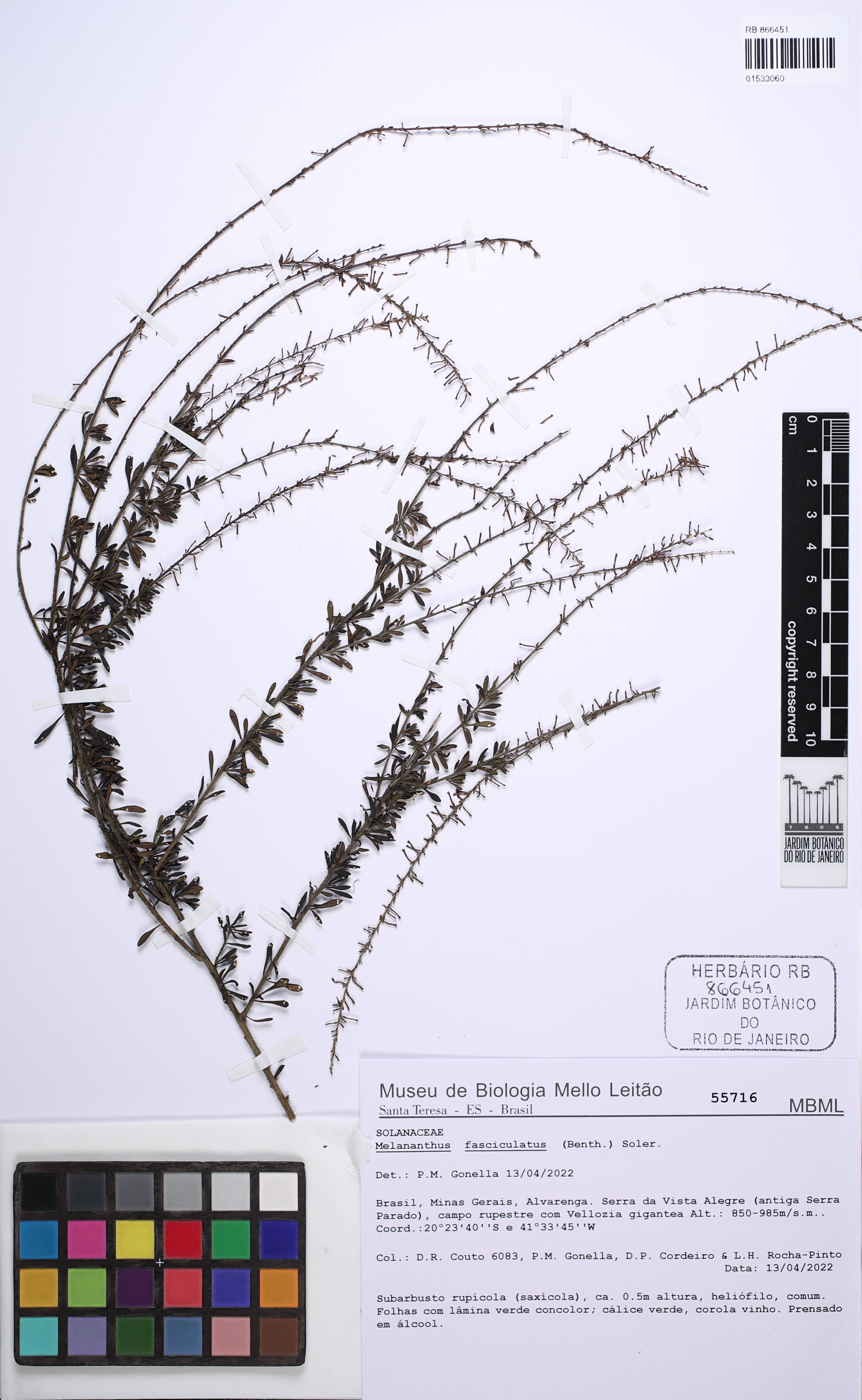 Melananthus fasciculatus
