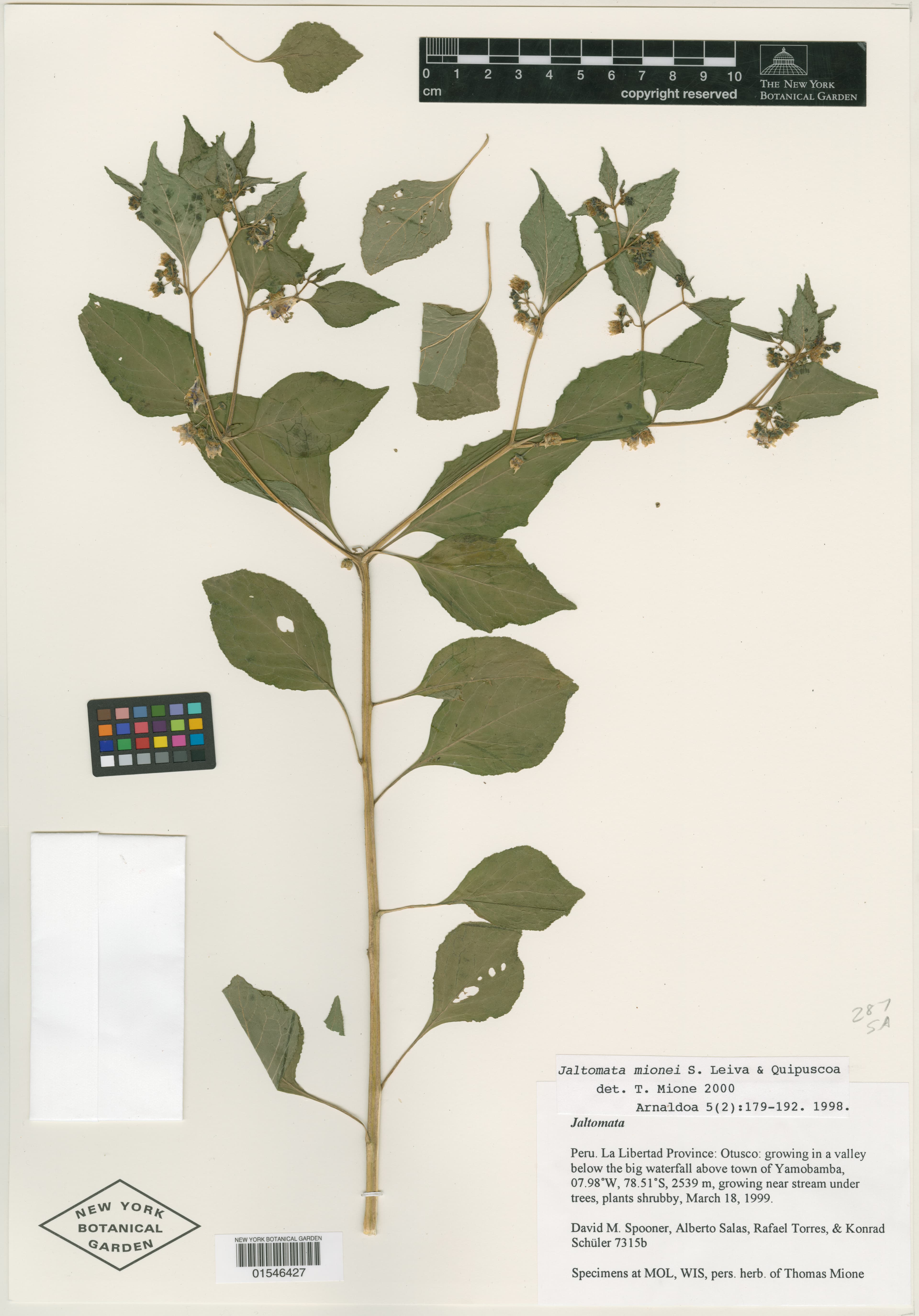 Jaltomata mionei