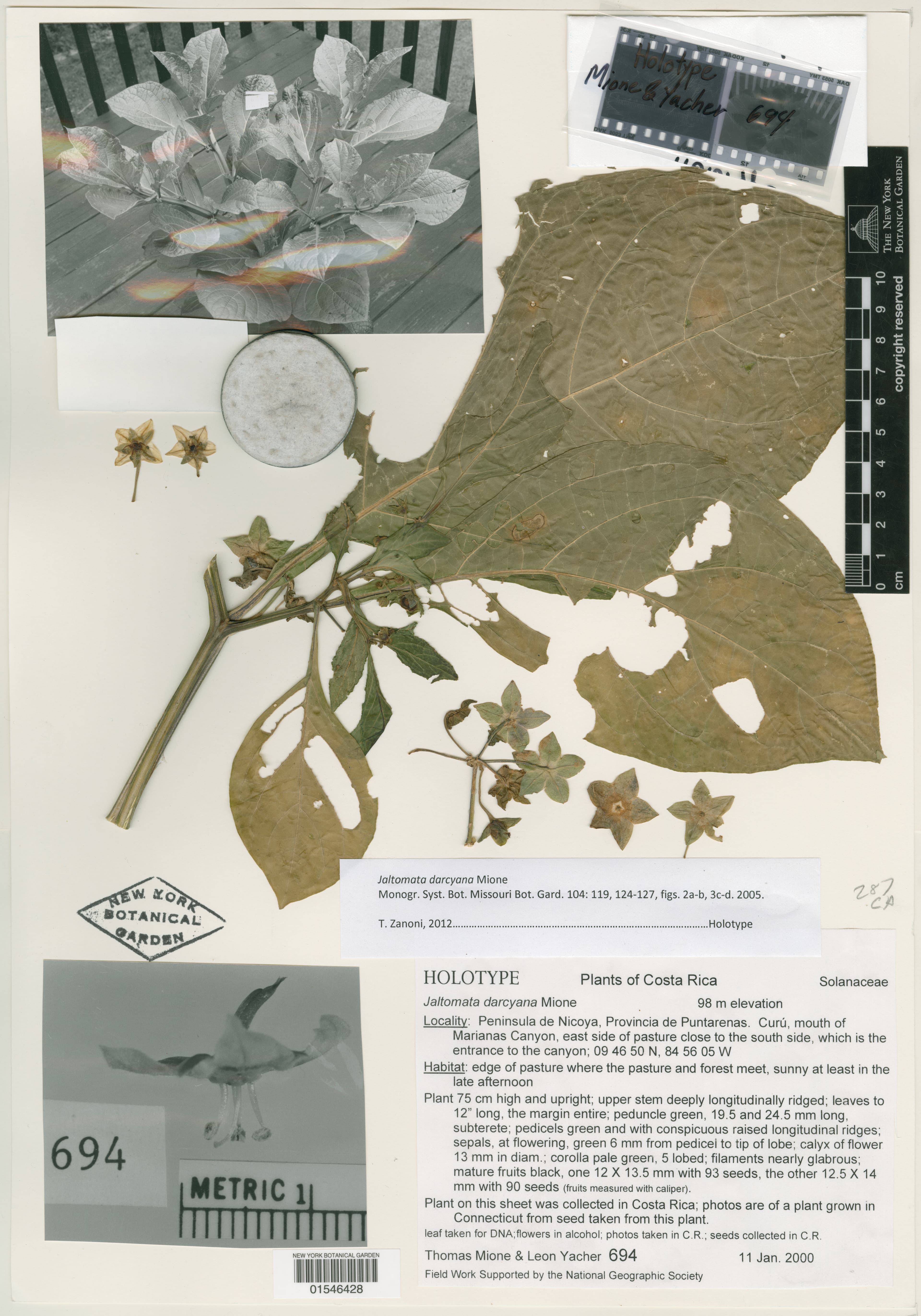 Jaltomata darcyana