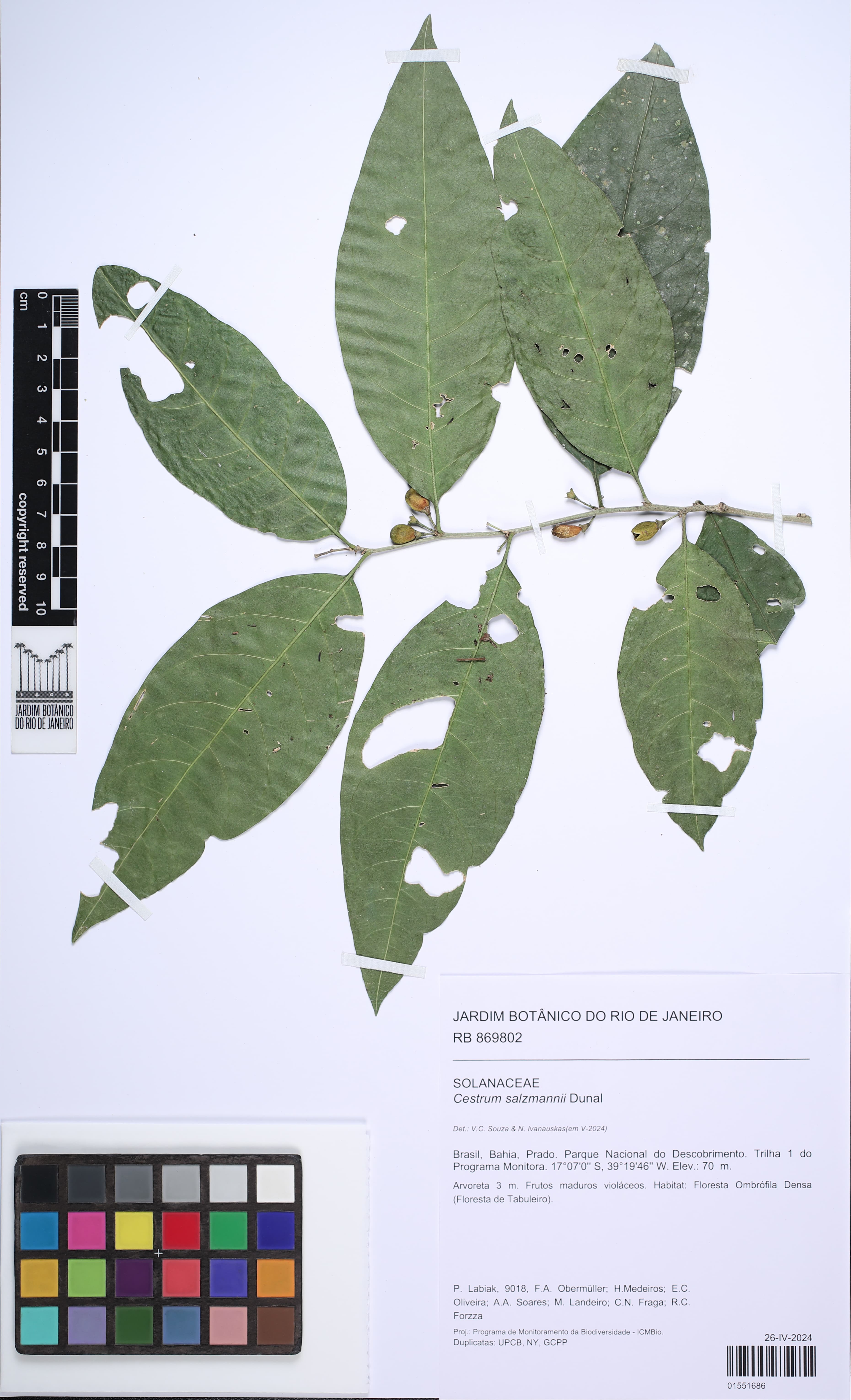 Salzmann Cestrum
