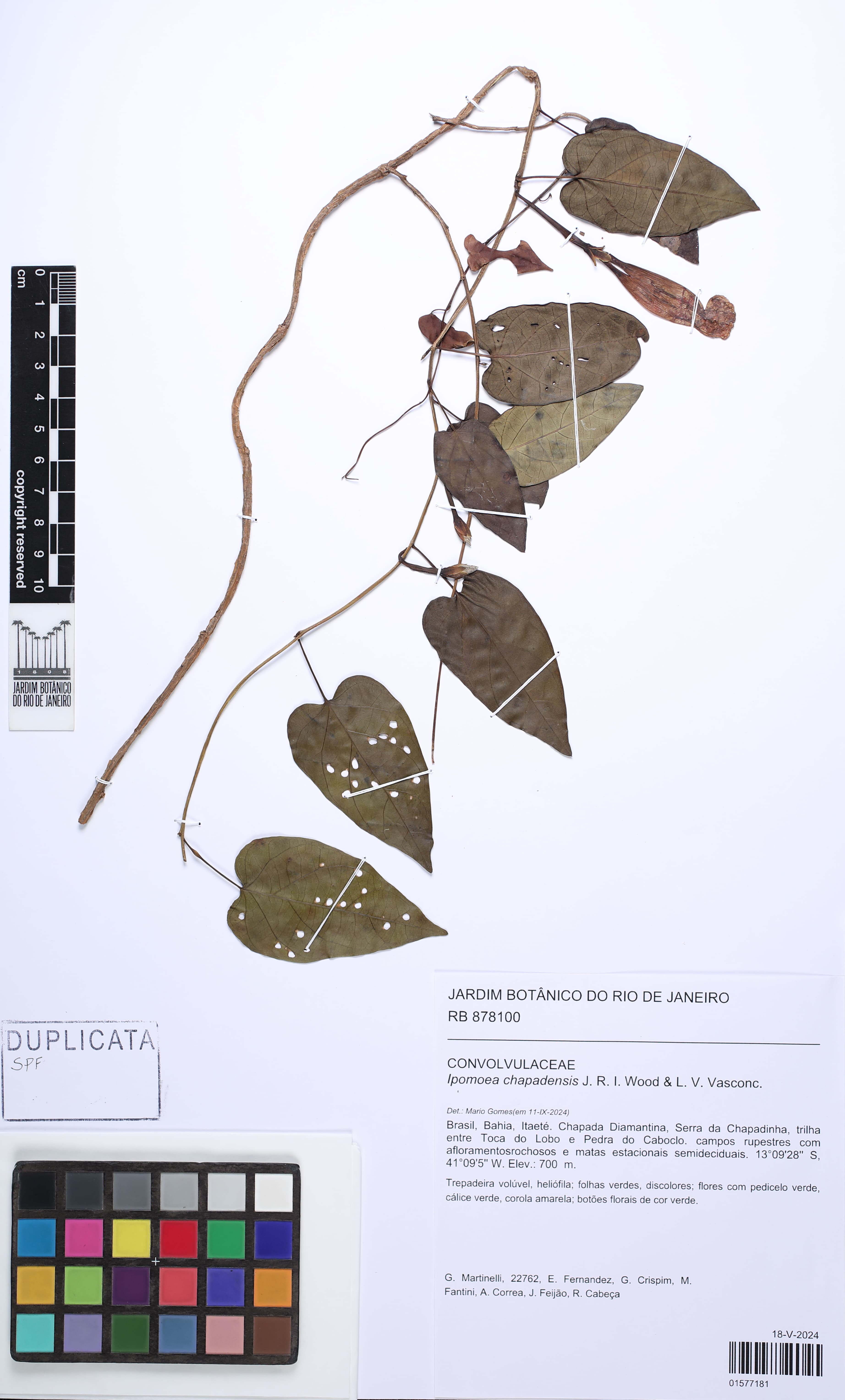 Ipomoea chapadensis