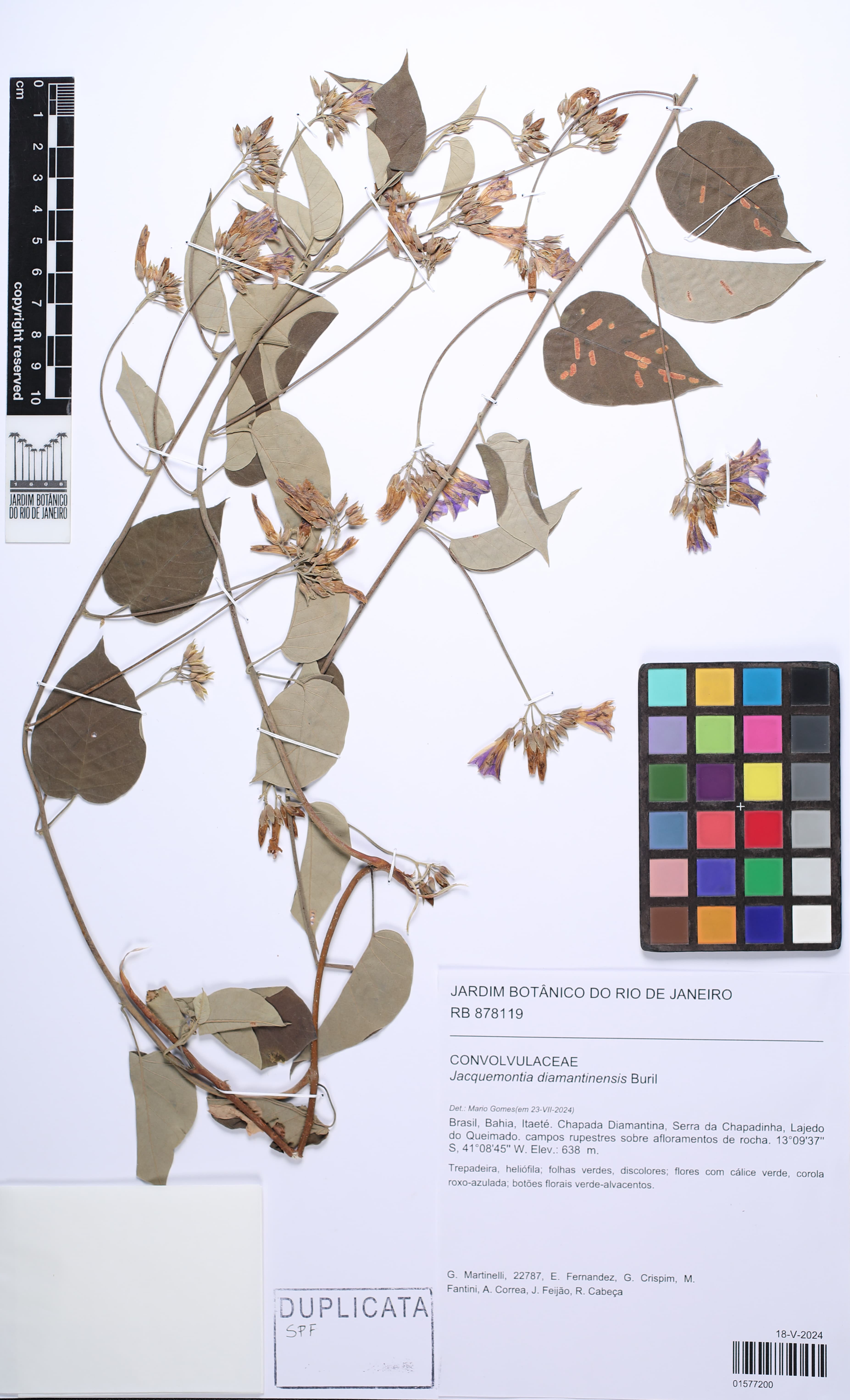 Jacquemontia diamantinensis