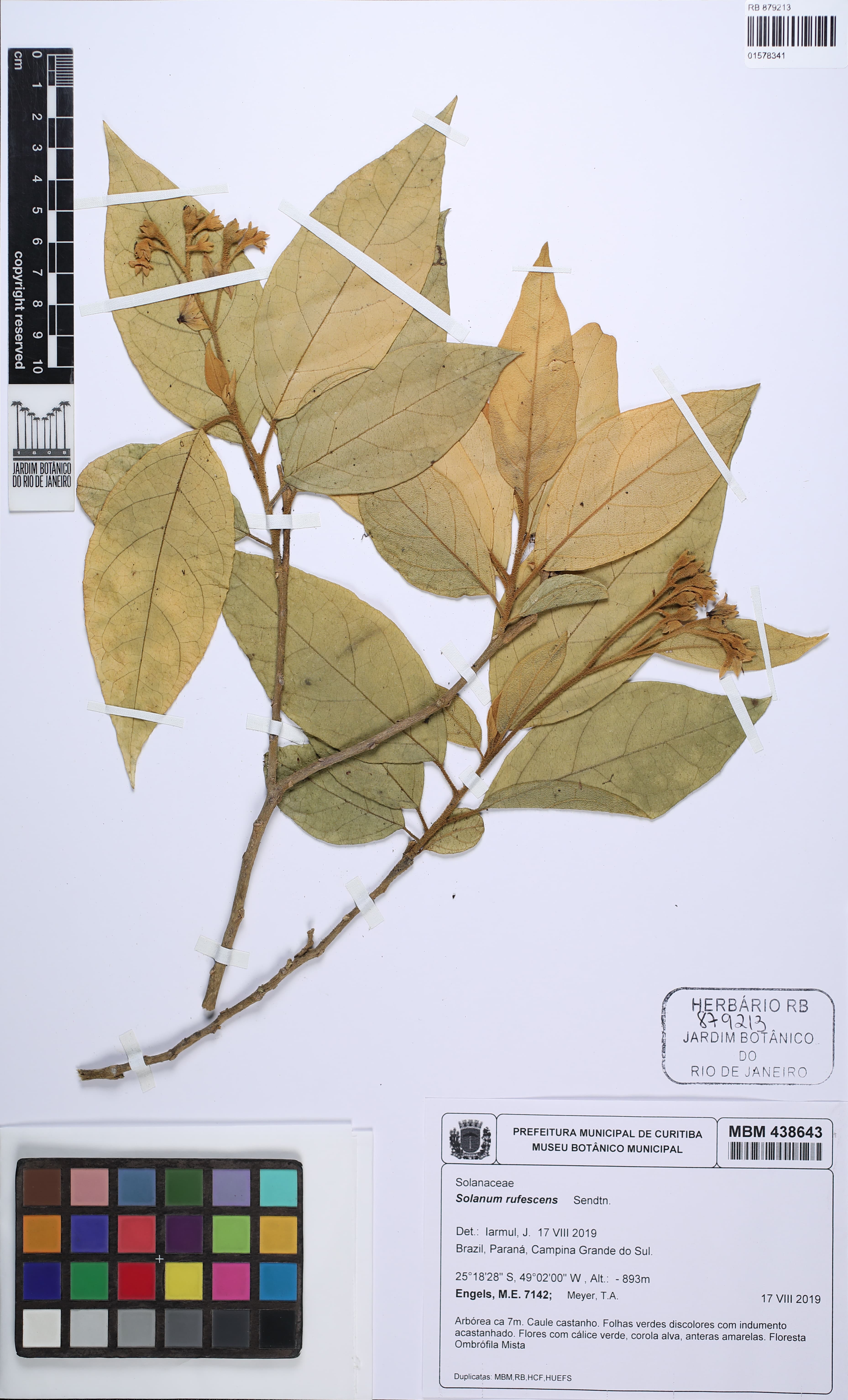 Solanum rufescens