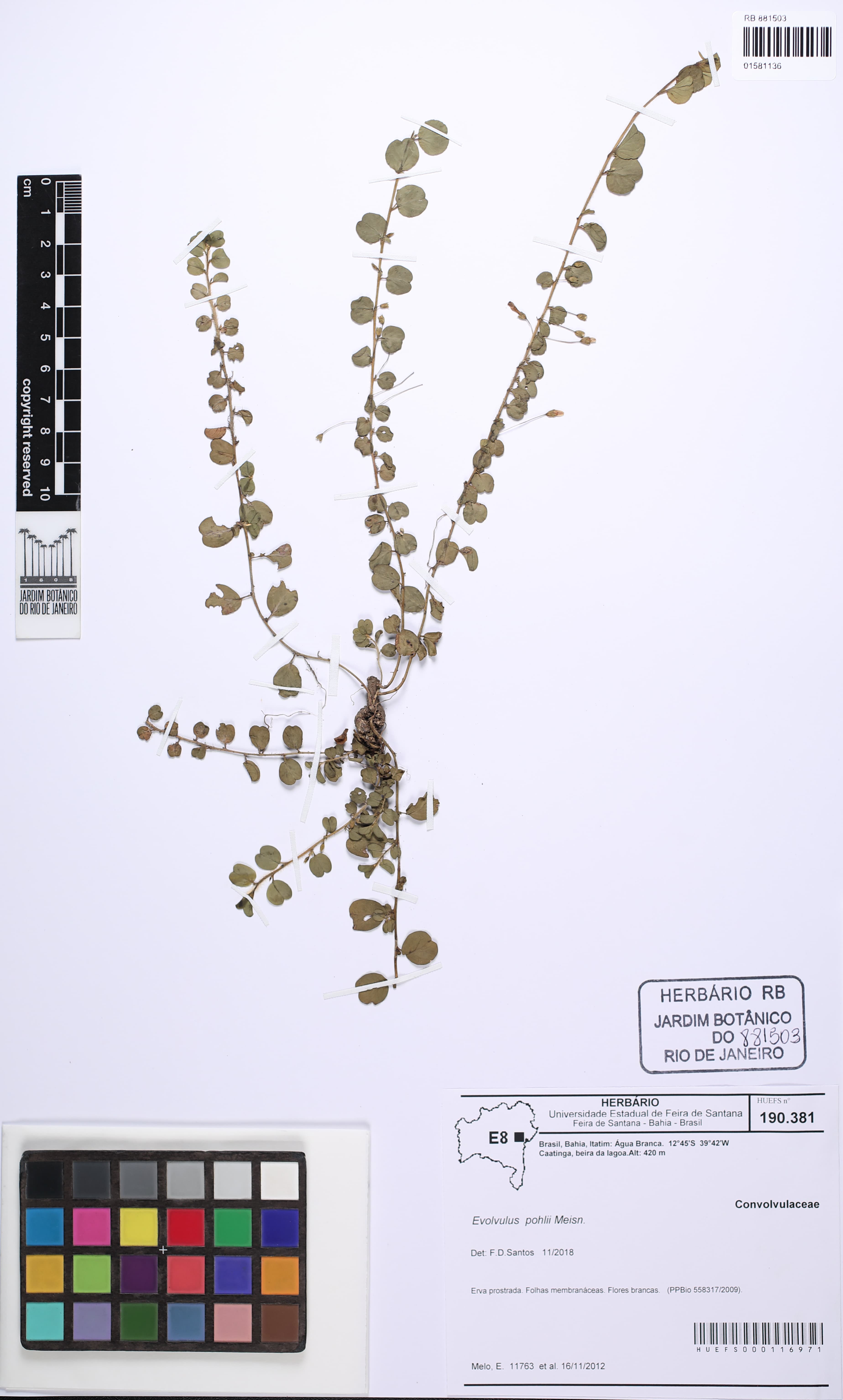 Evolvulus pohlii