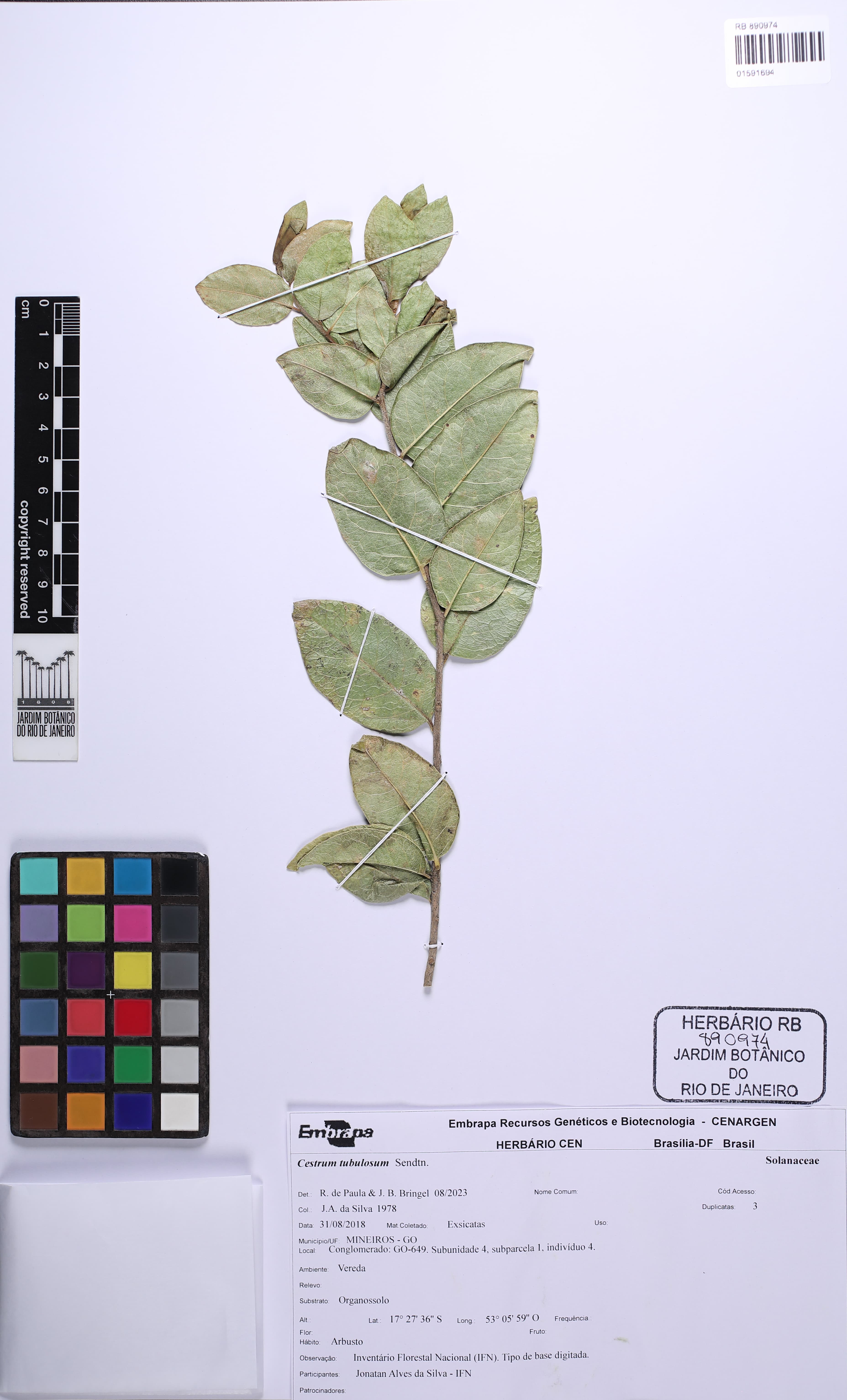 Cestrum tubulosum