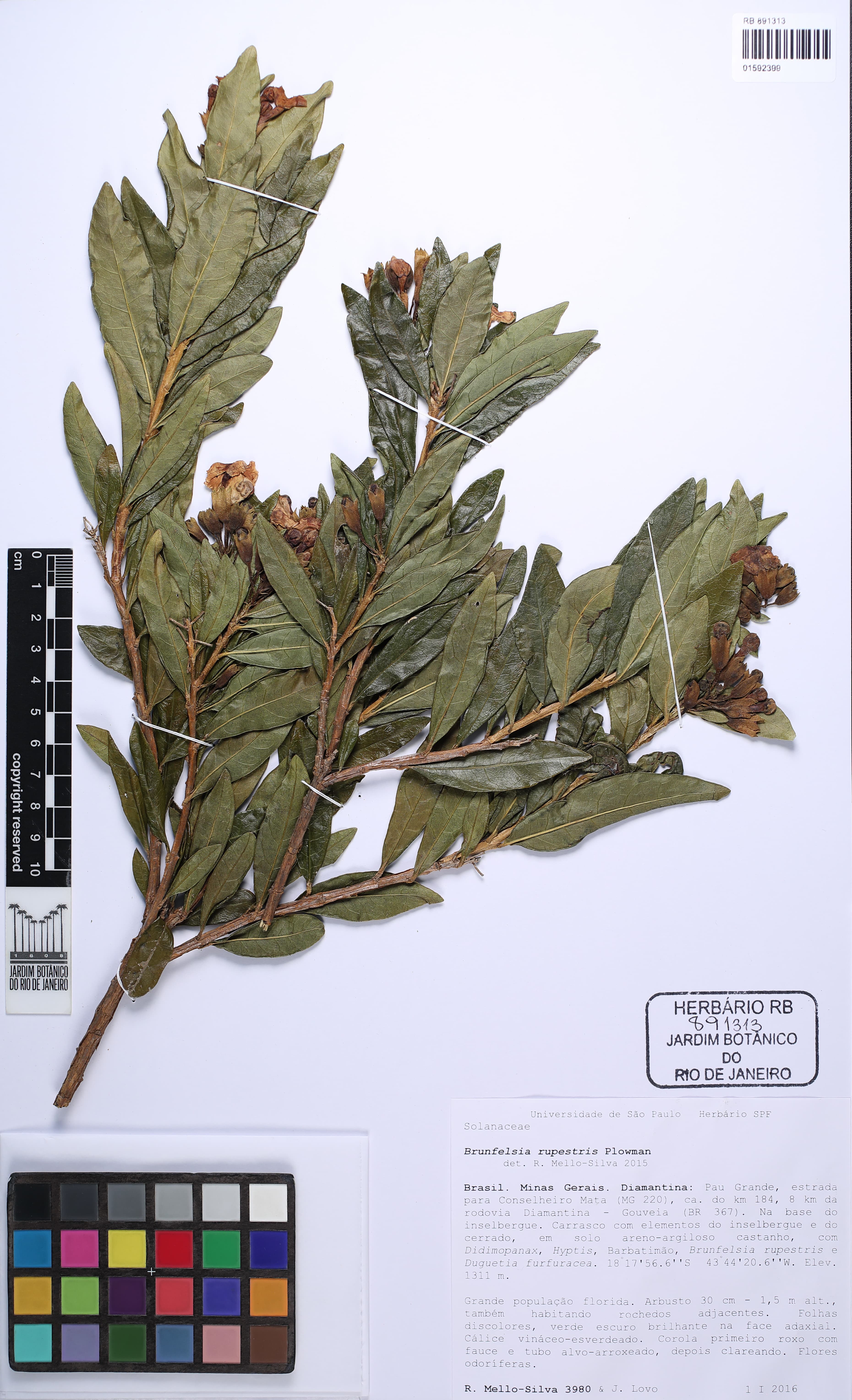 Brunfelsia rupestris