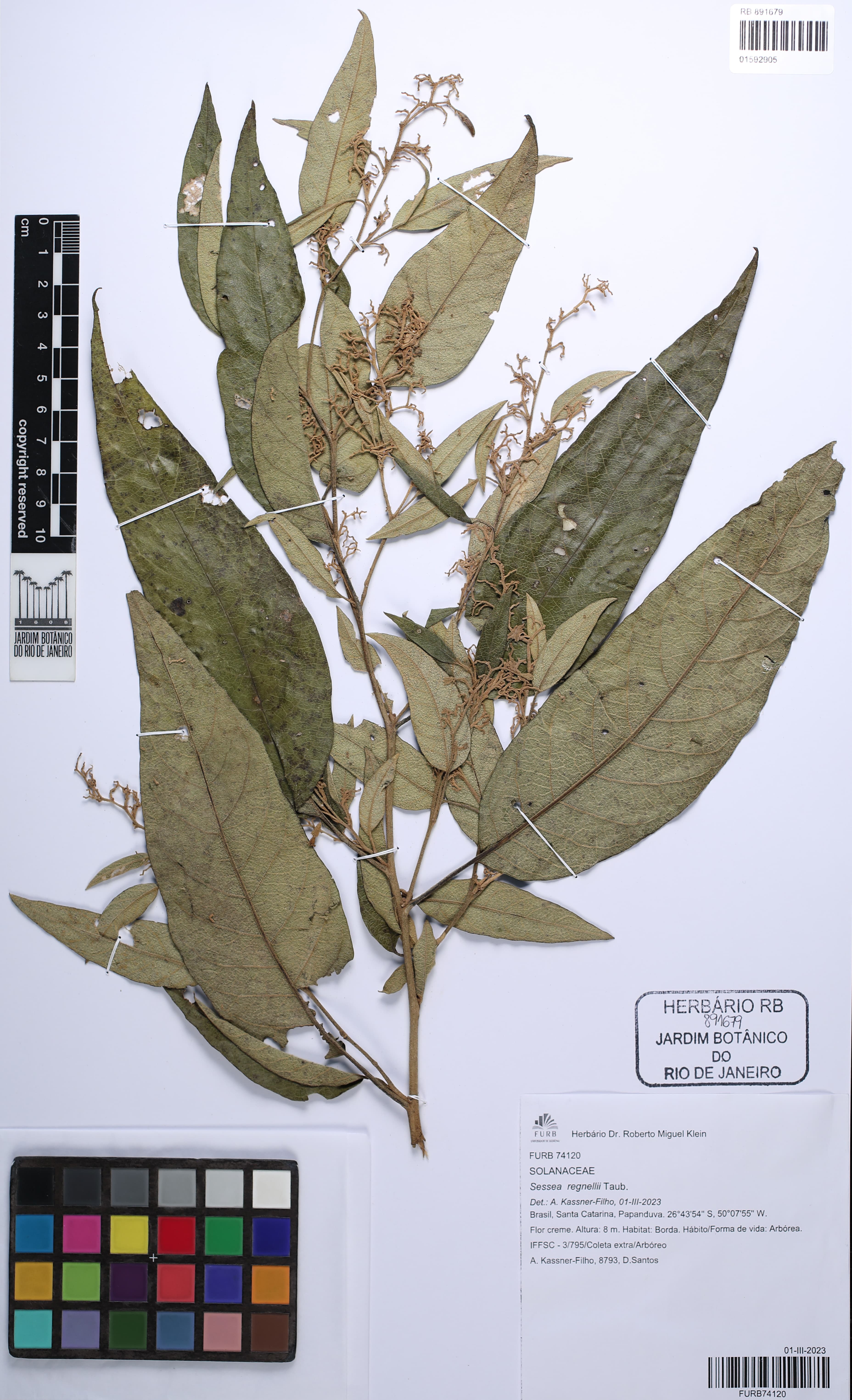 Cestrum capsulare