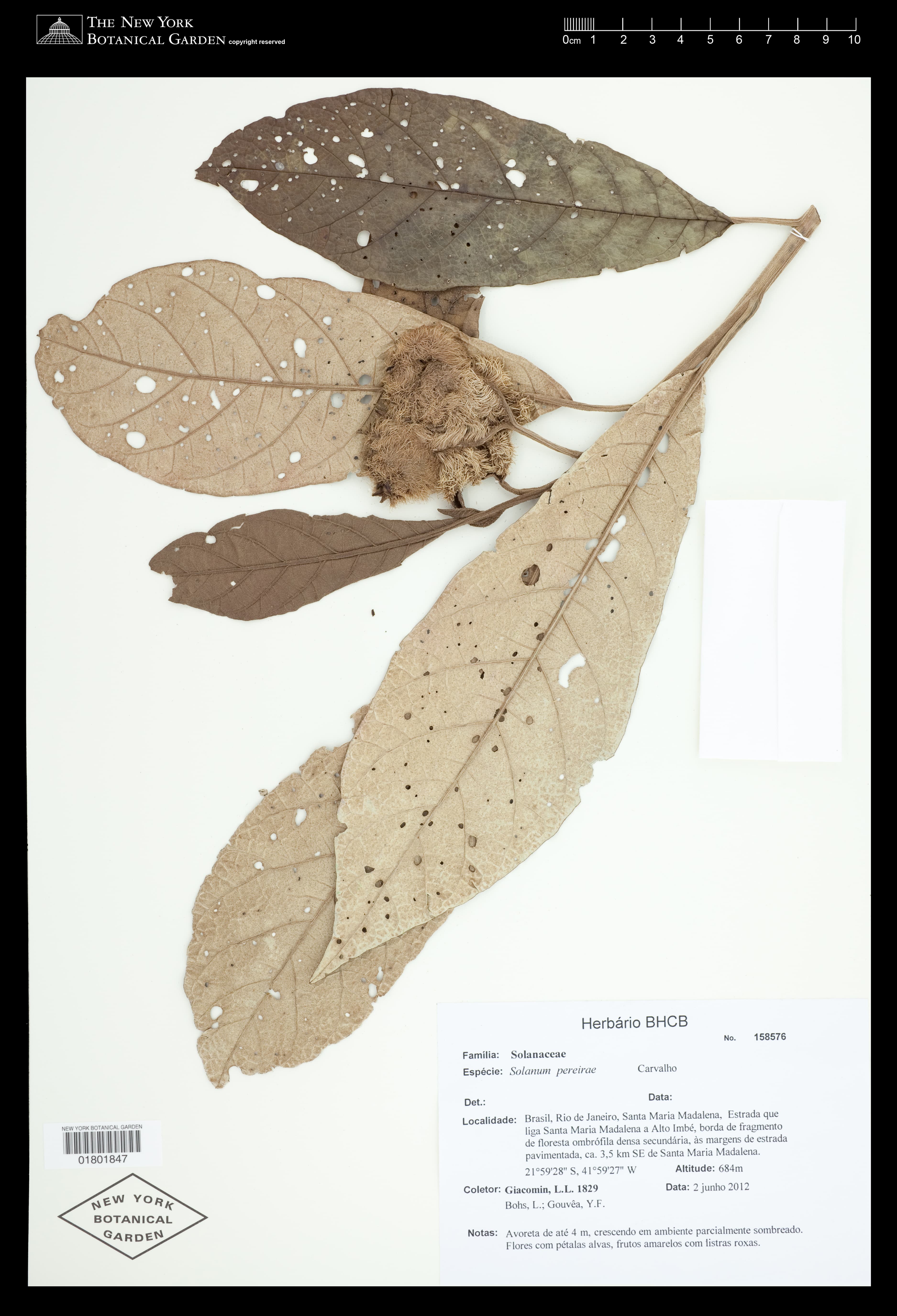 Solanum pereirae