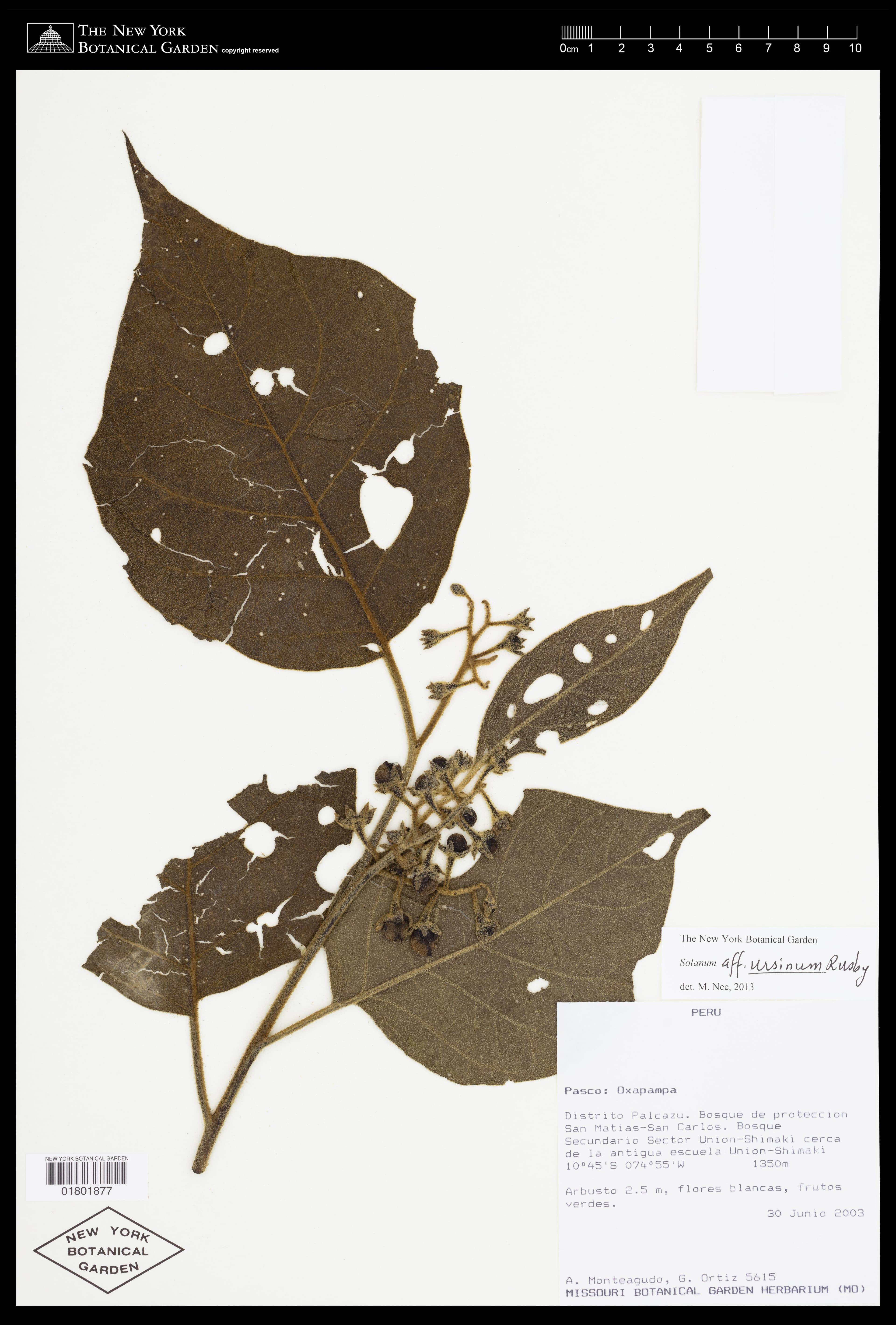 Solanum ursinum