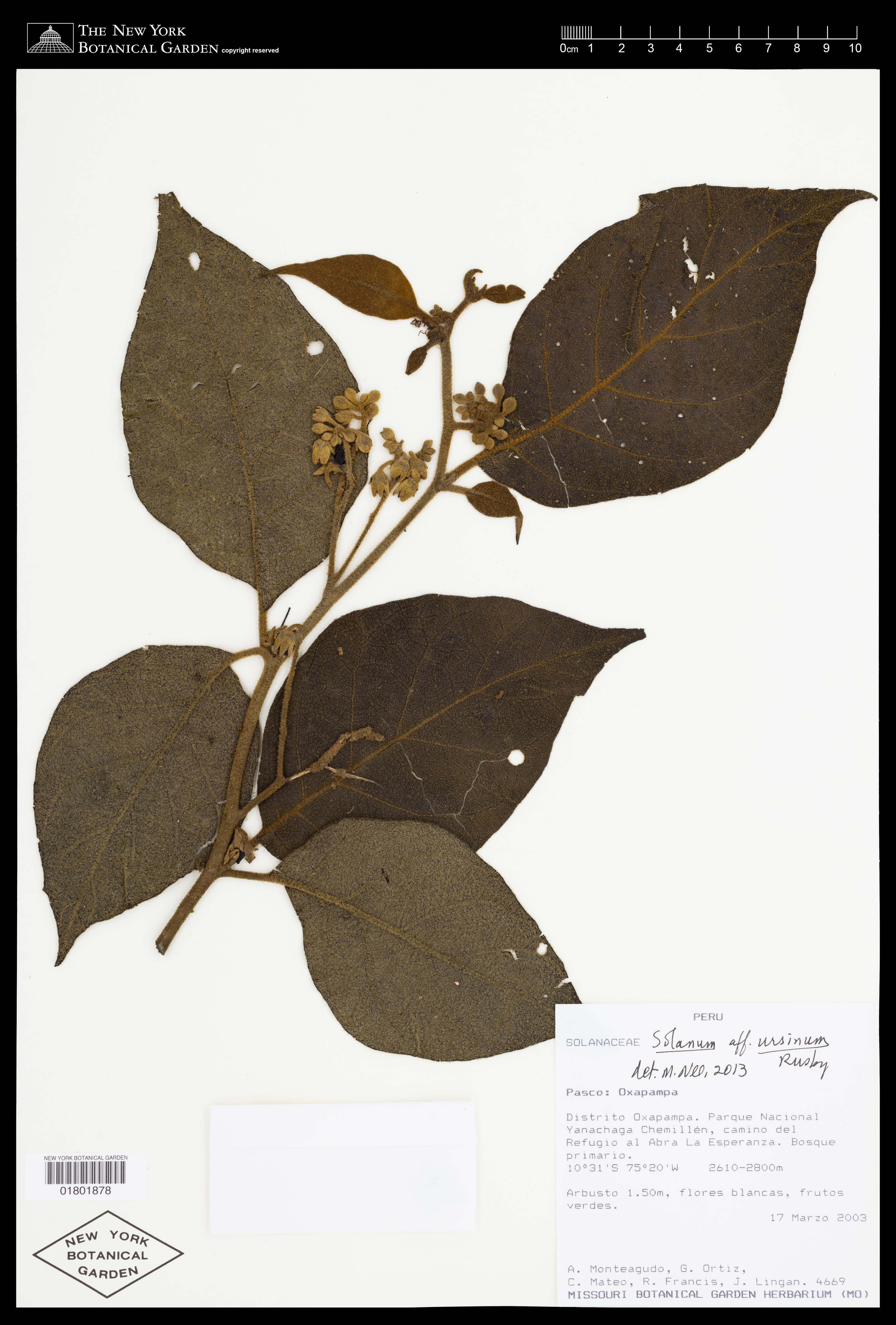 Solanum ursinum