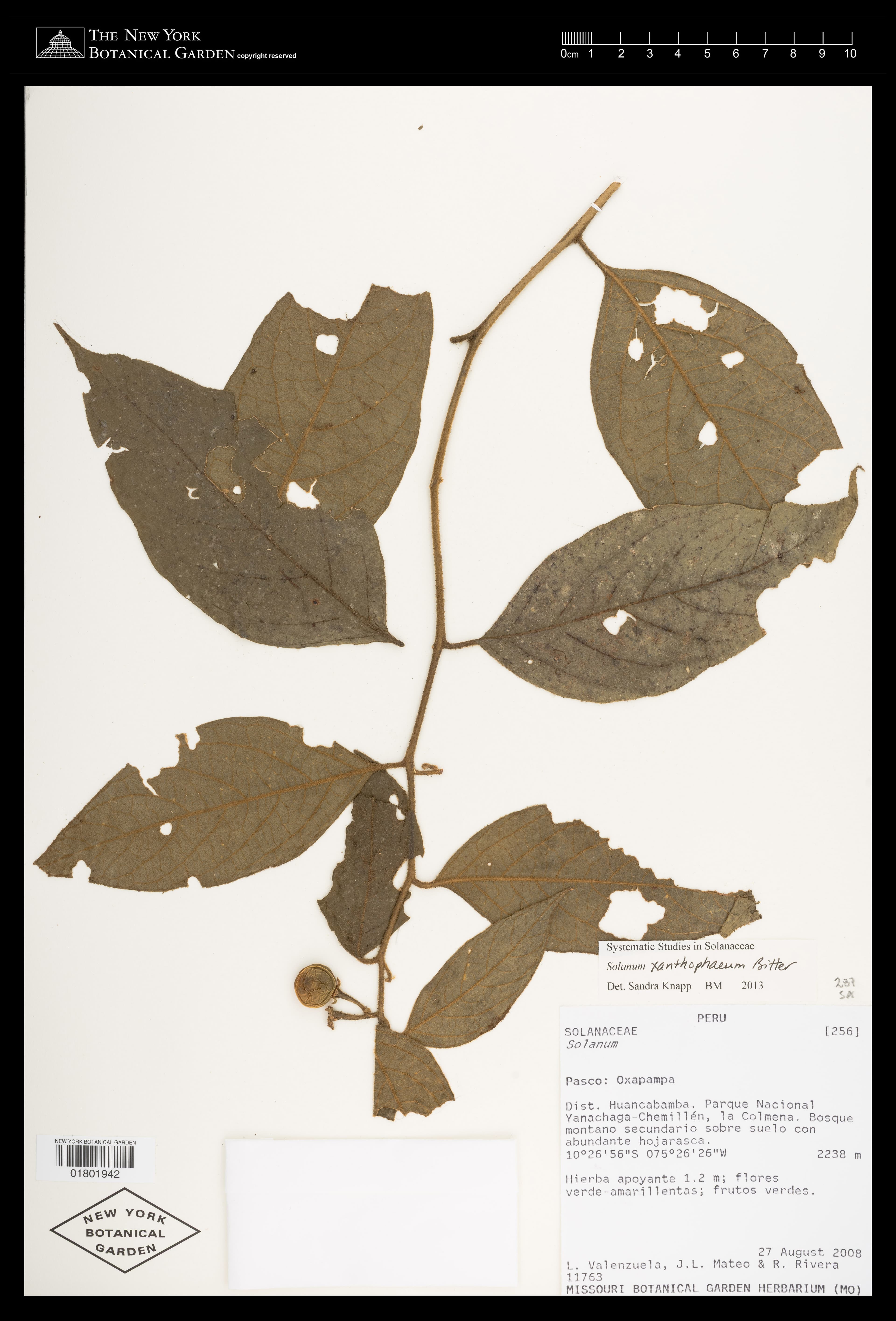 Solanum xanthophaeum