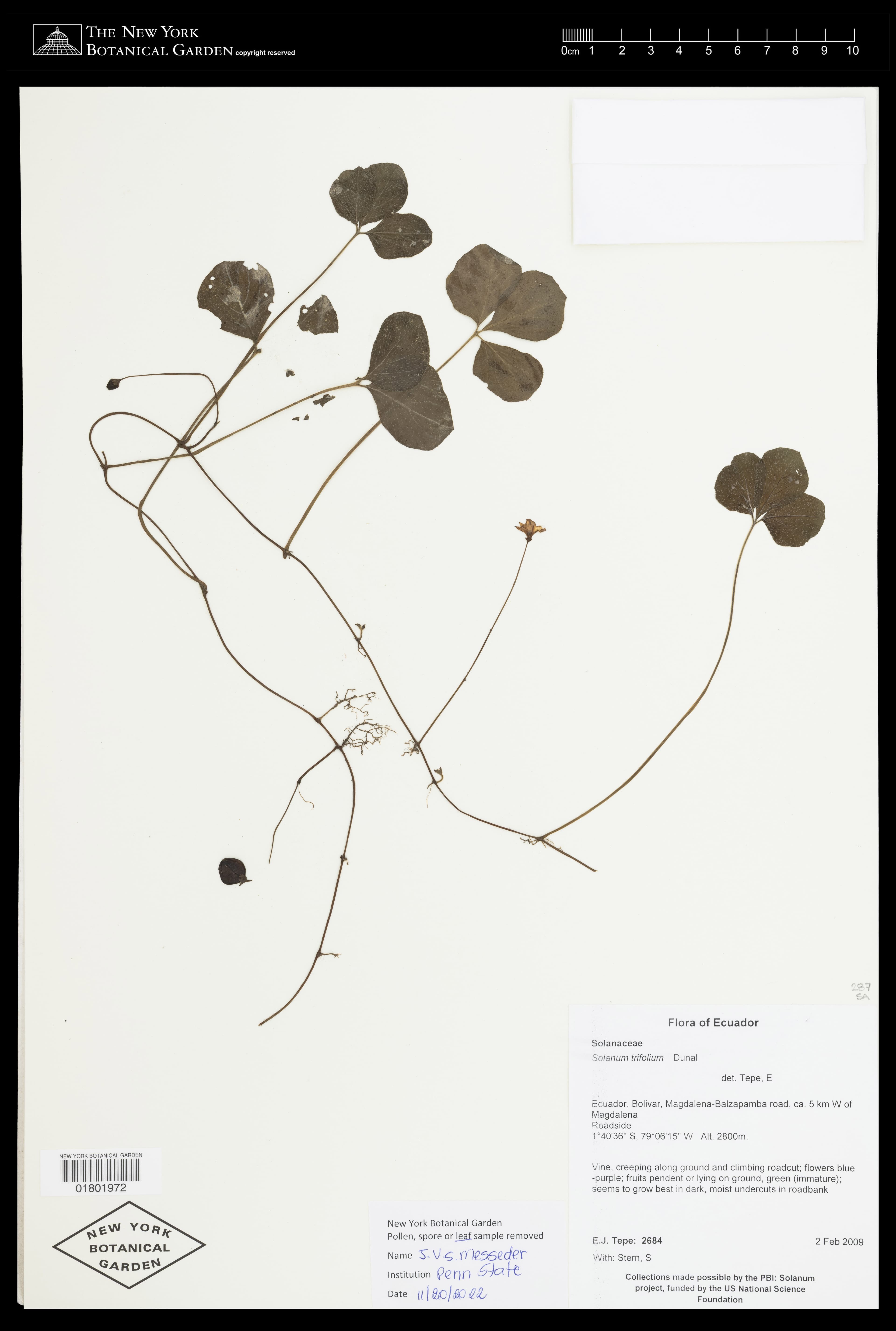 Solanum trifolium