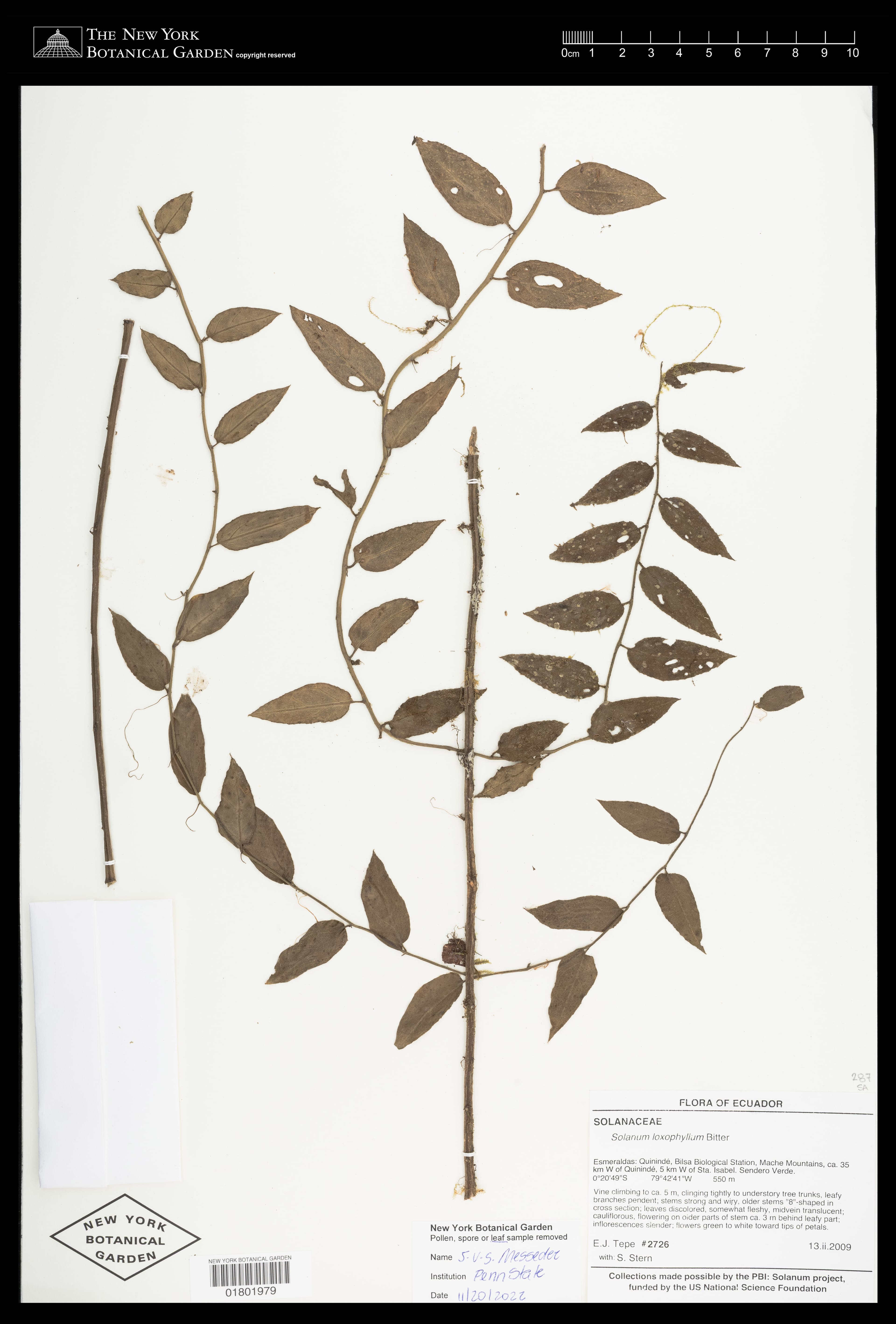 Solanum loxophyllum