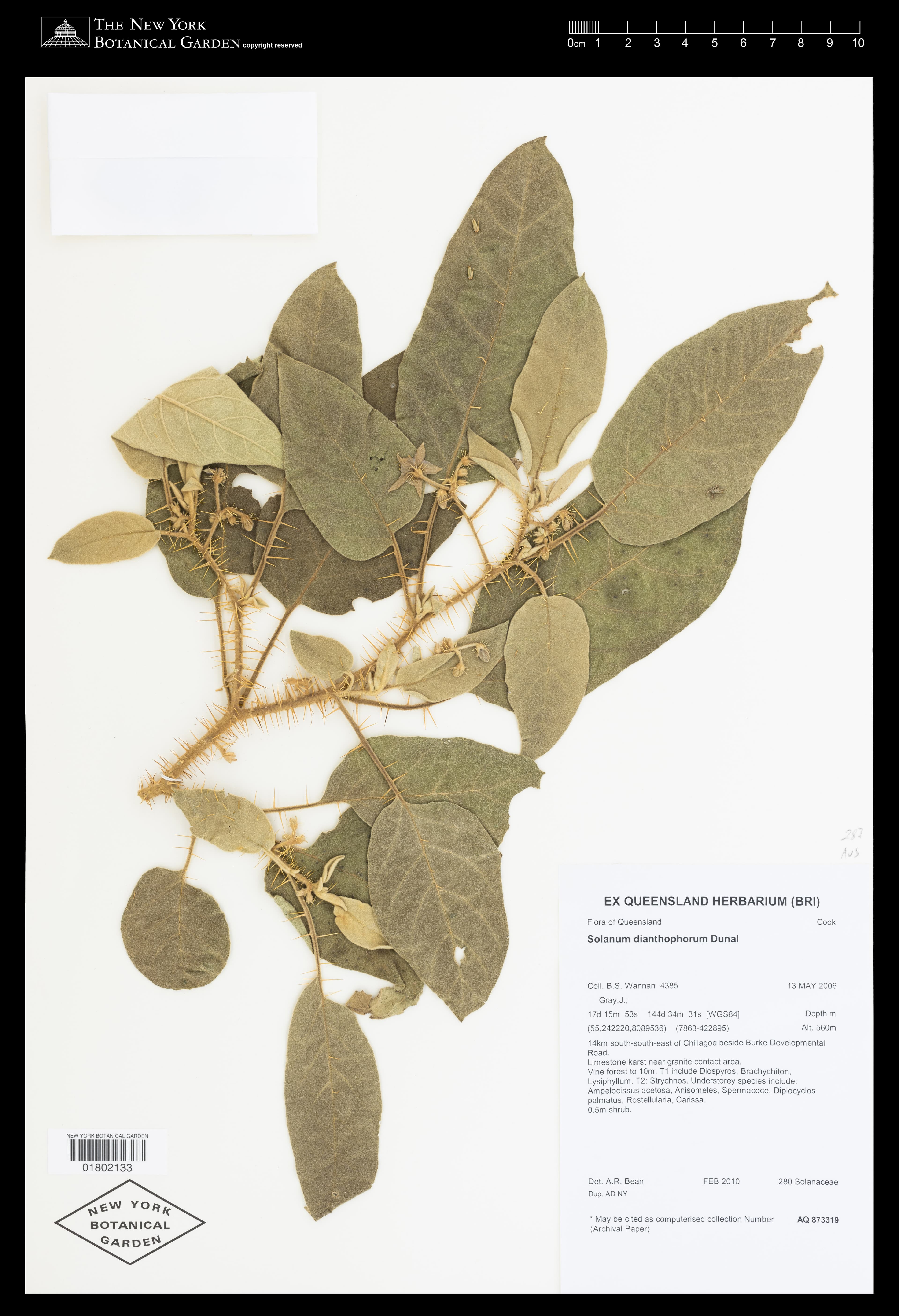Solanum dianthophorum