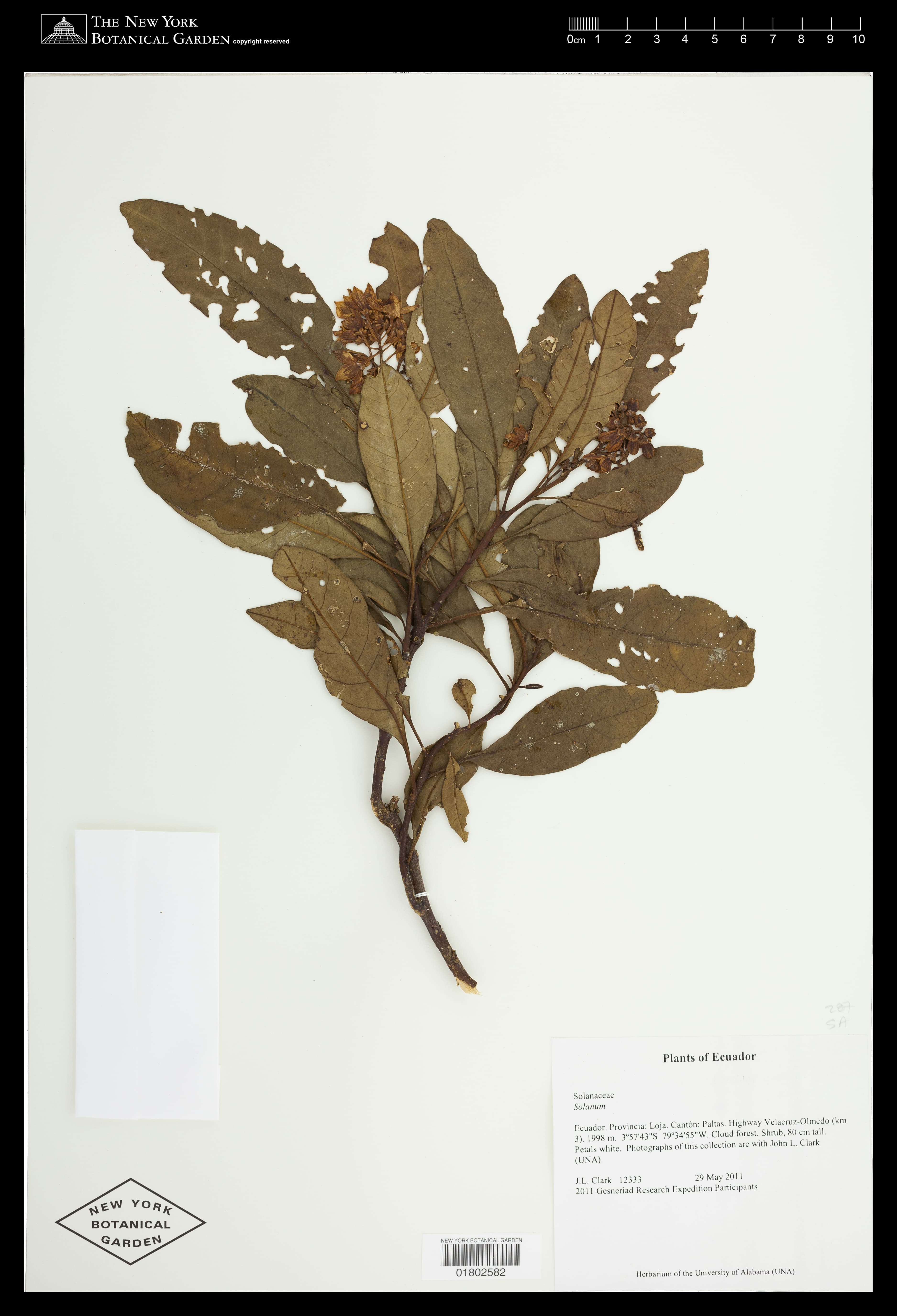 Solanum smithii
