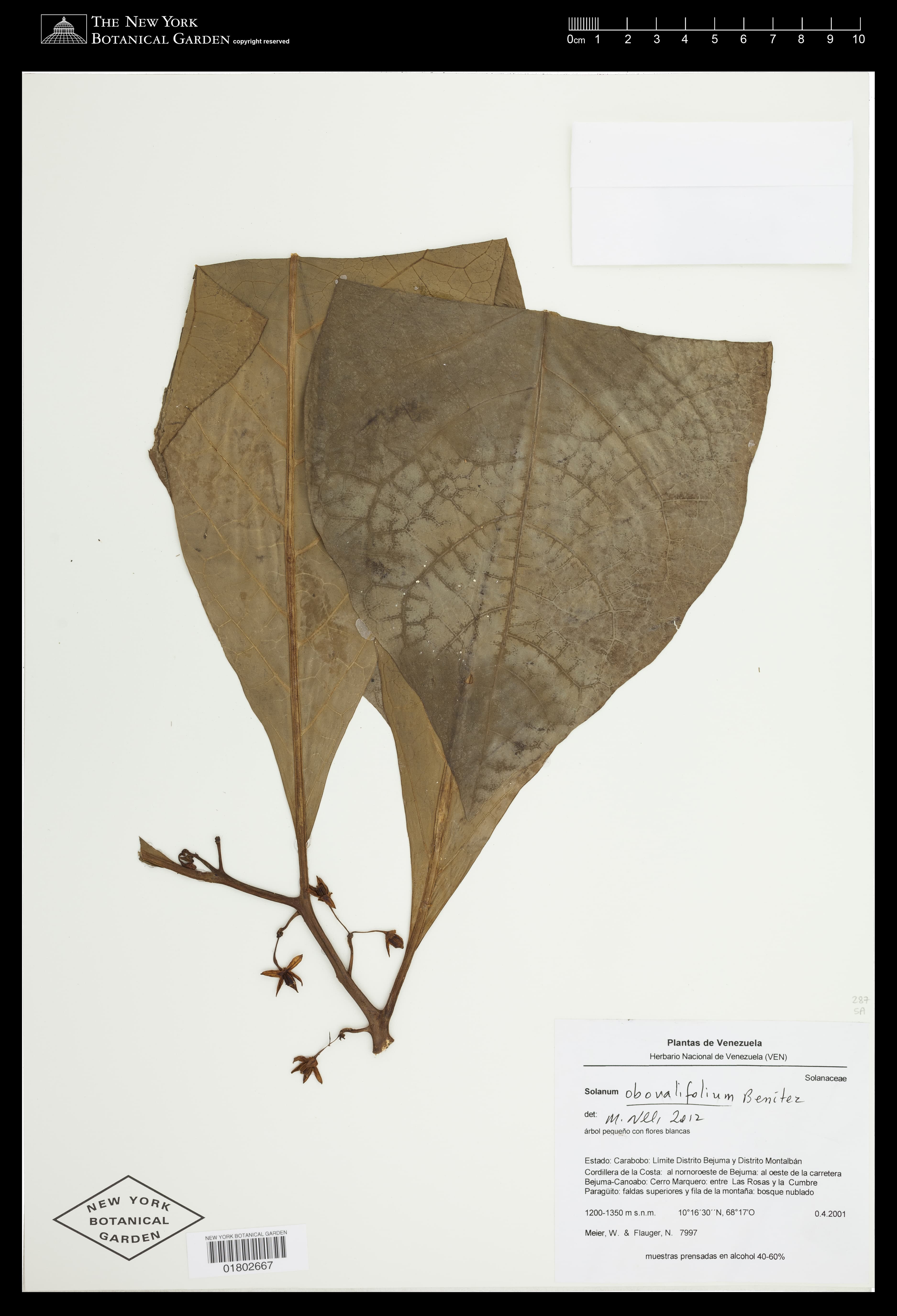 Solanum obovalifolium