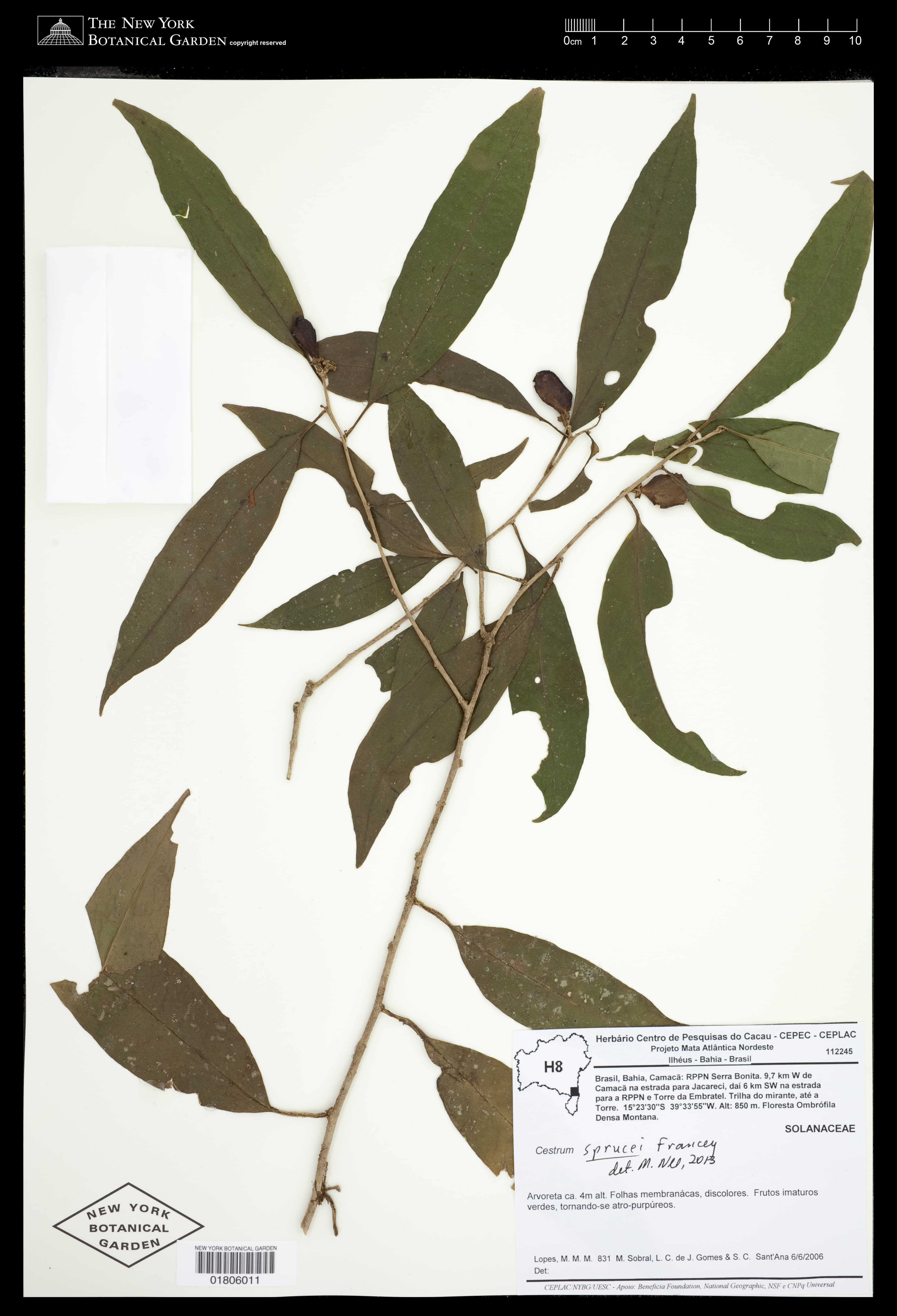 Cestrum sprucei