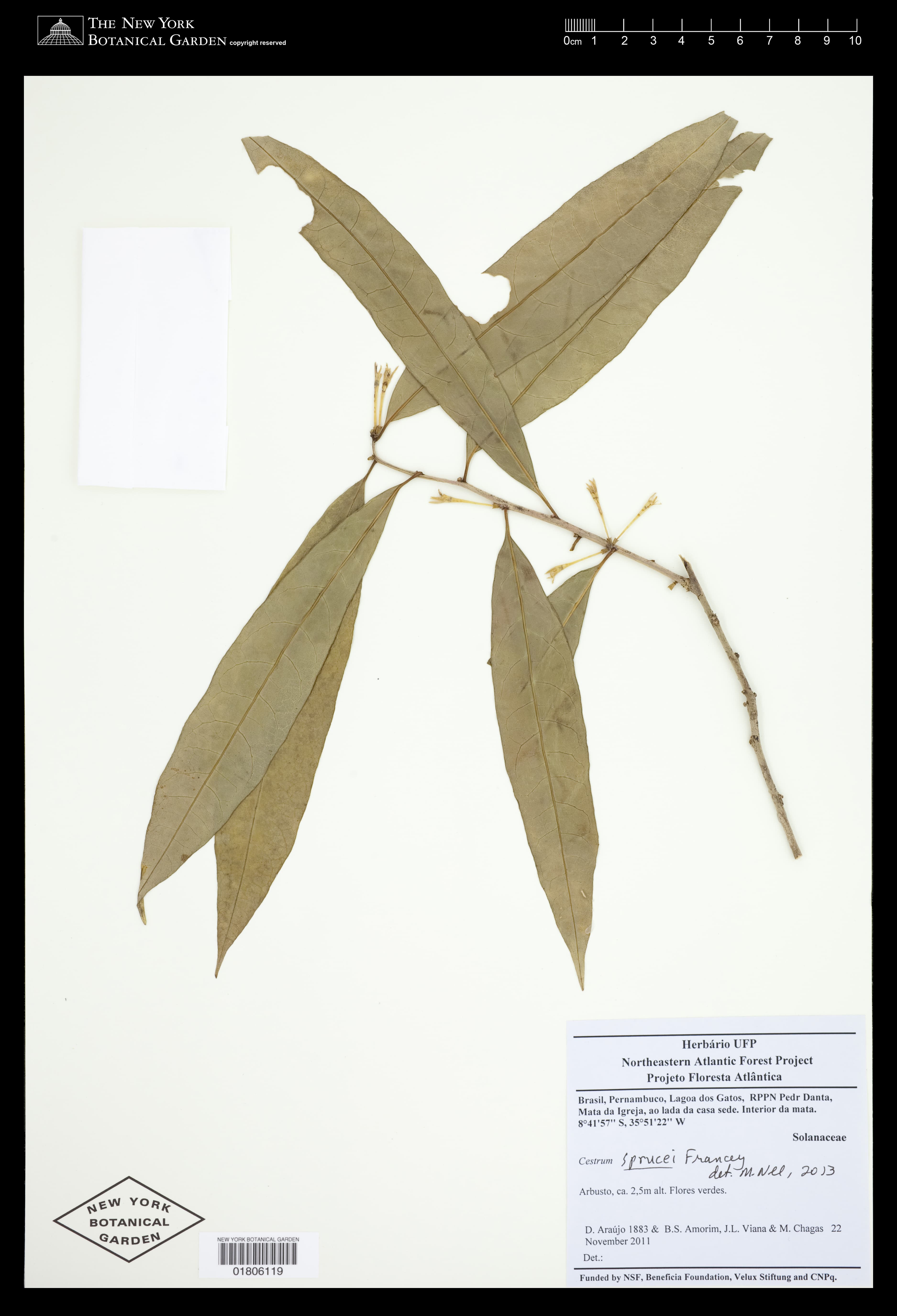 Cestrum sprucei