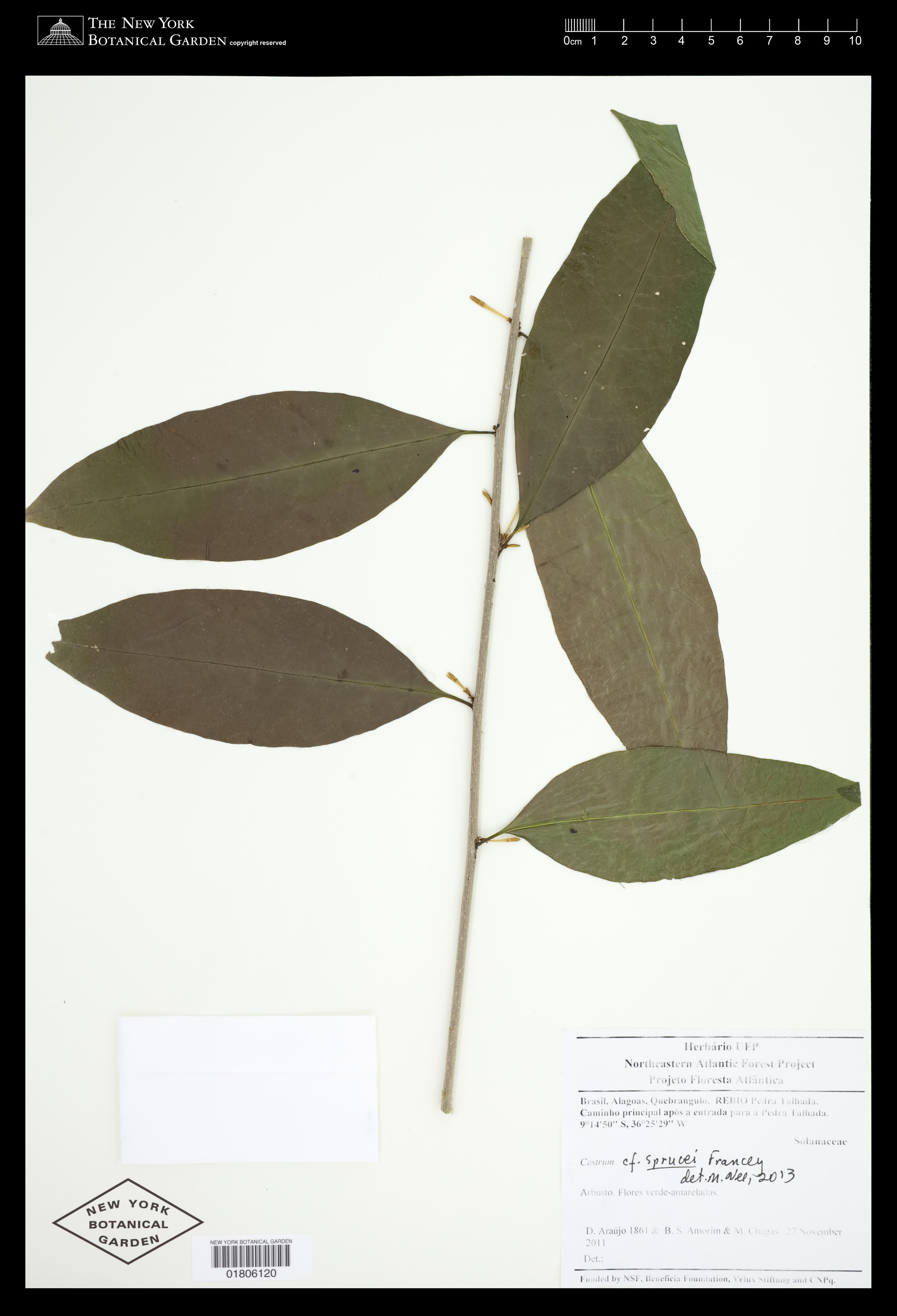 Cestrum sprucei