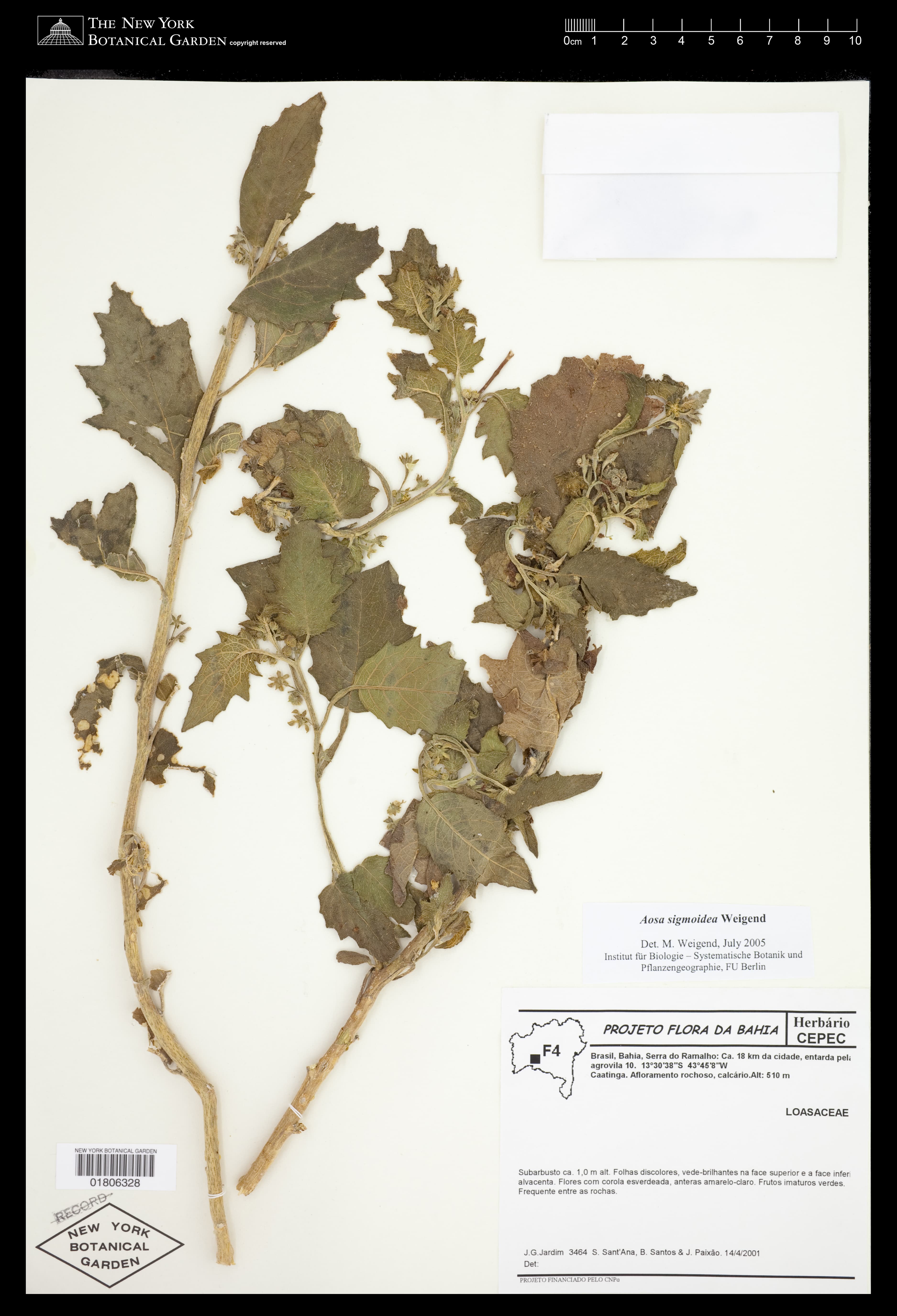 Aosa sigmoidea