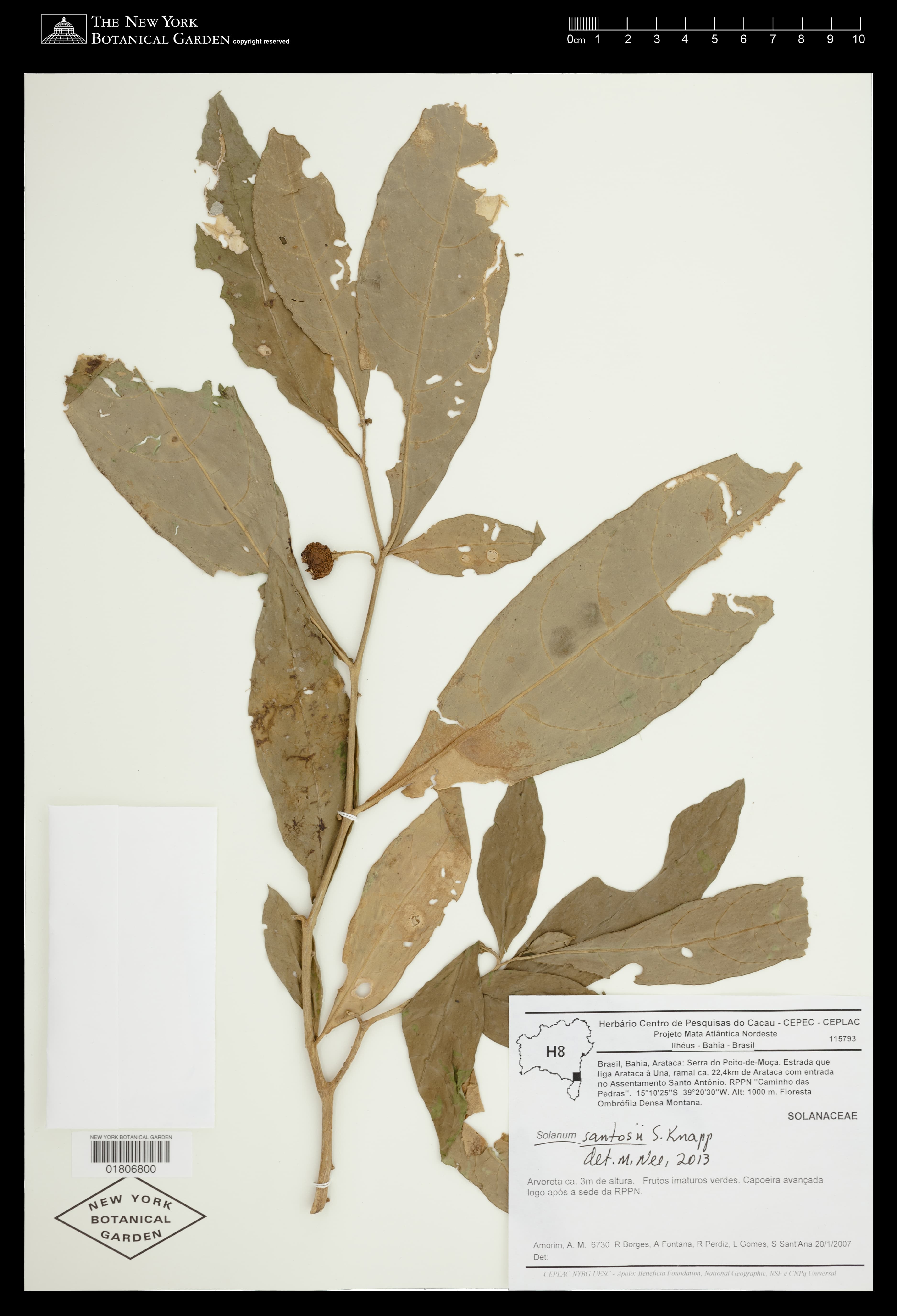 Solanum santosii