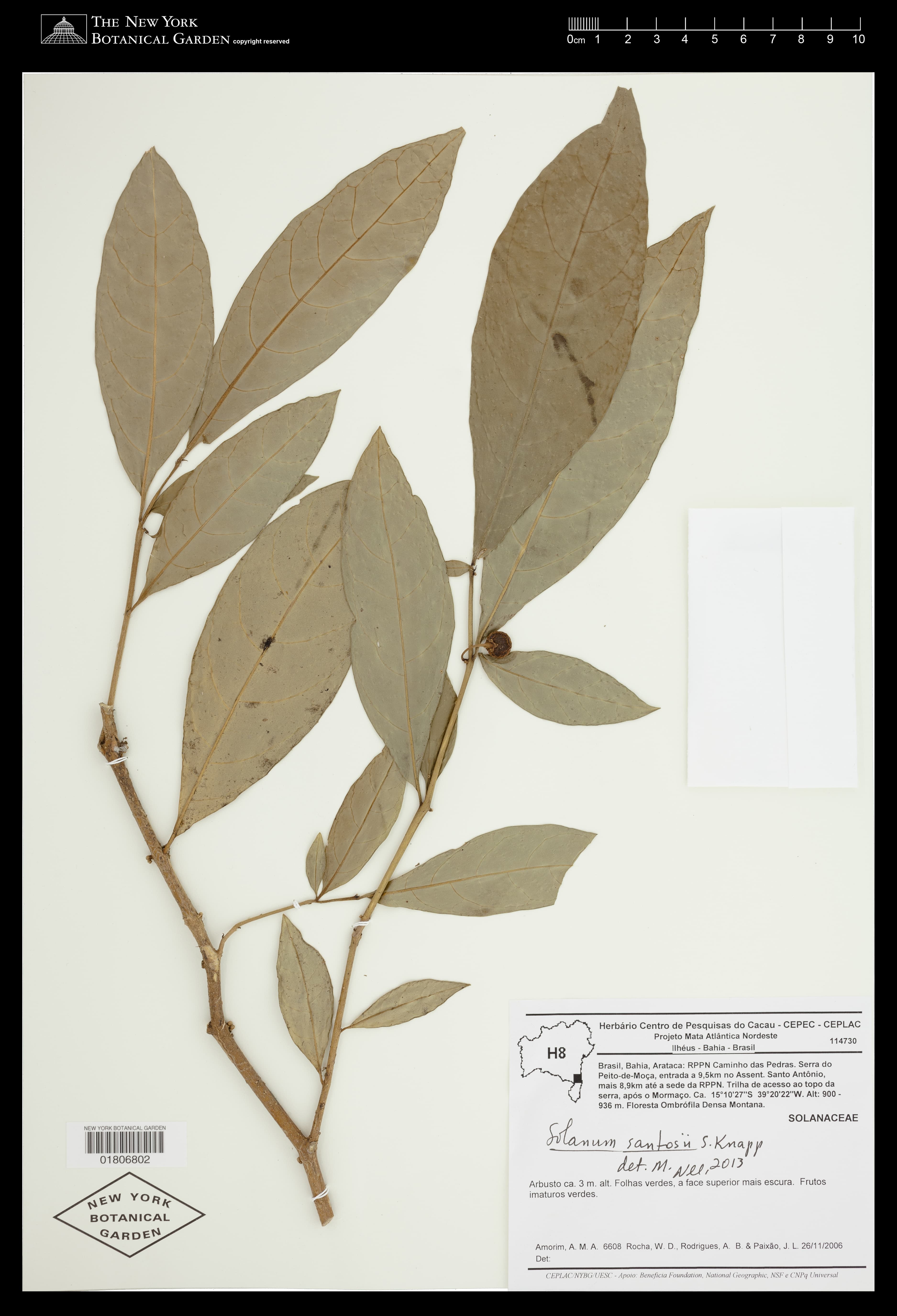 Solanum santosii