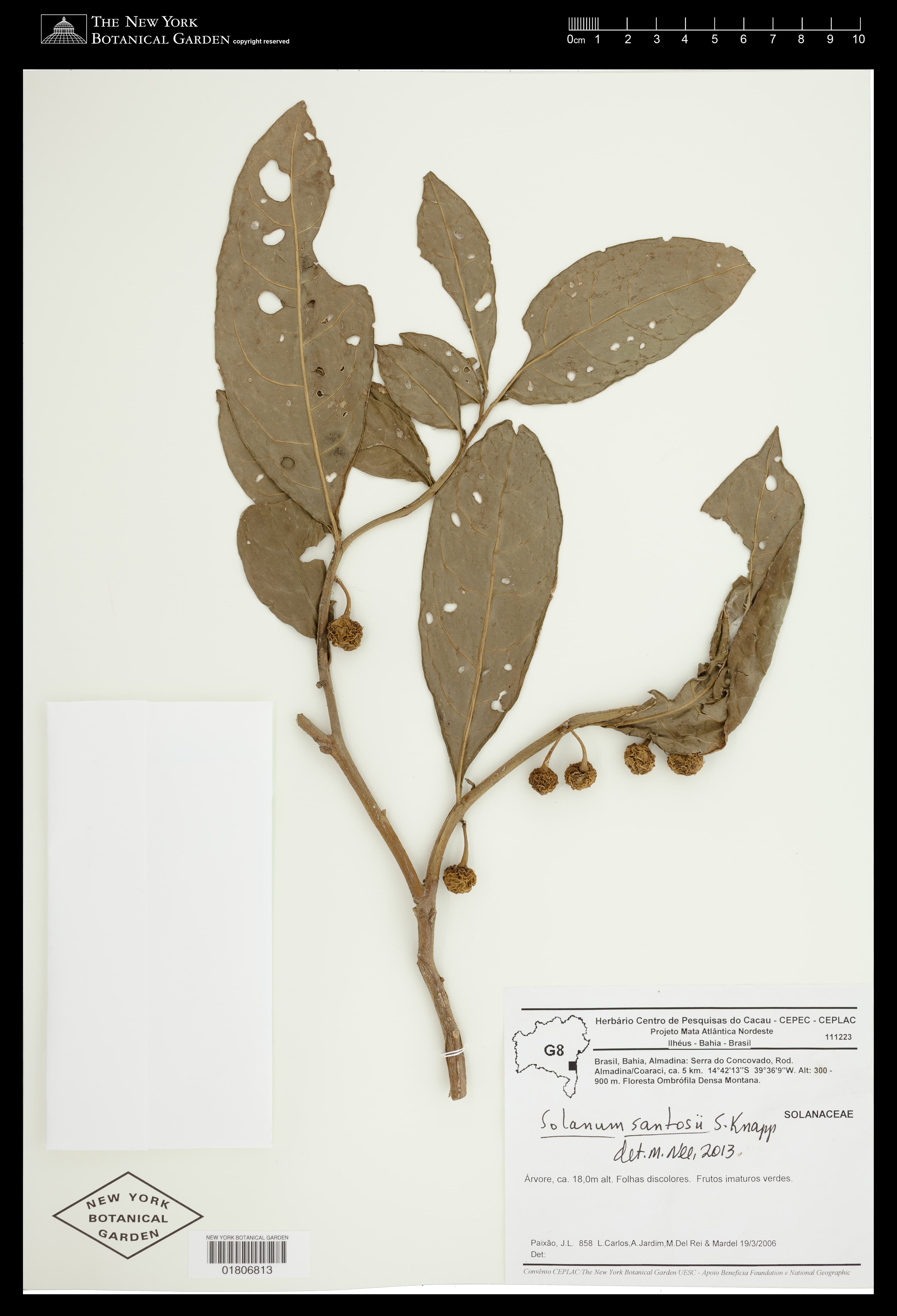 Solanum santosii