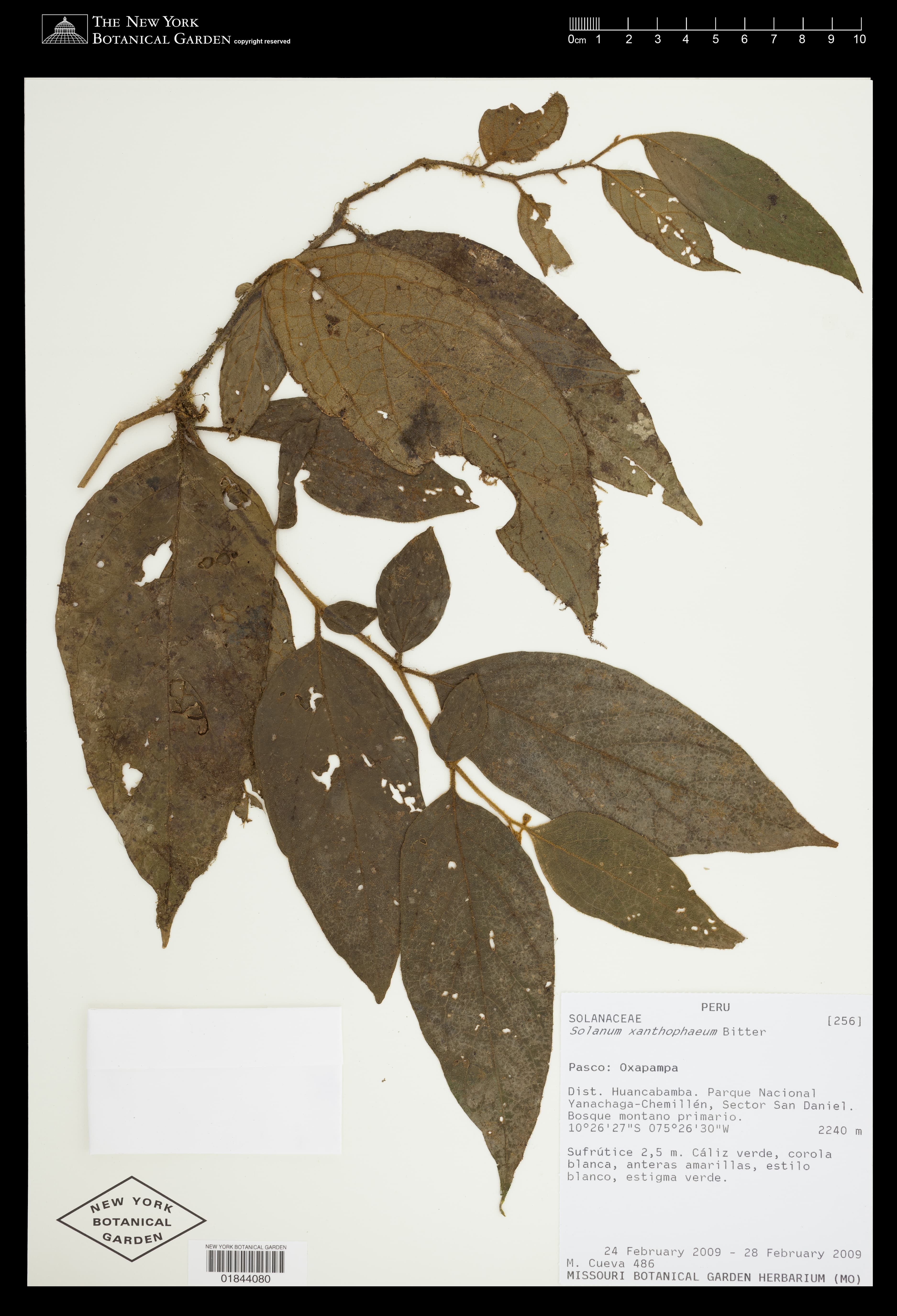 Solanum xanthophaeum