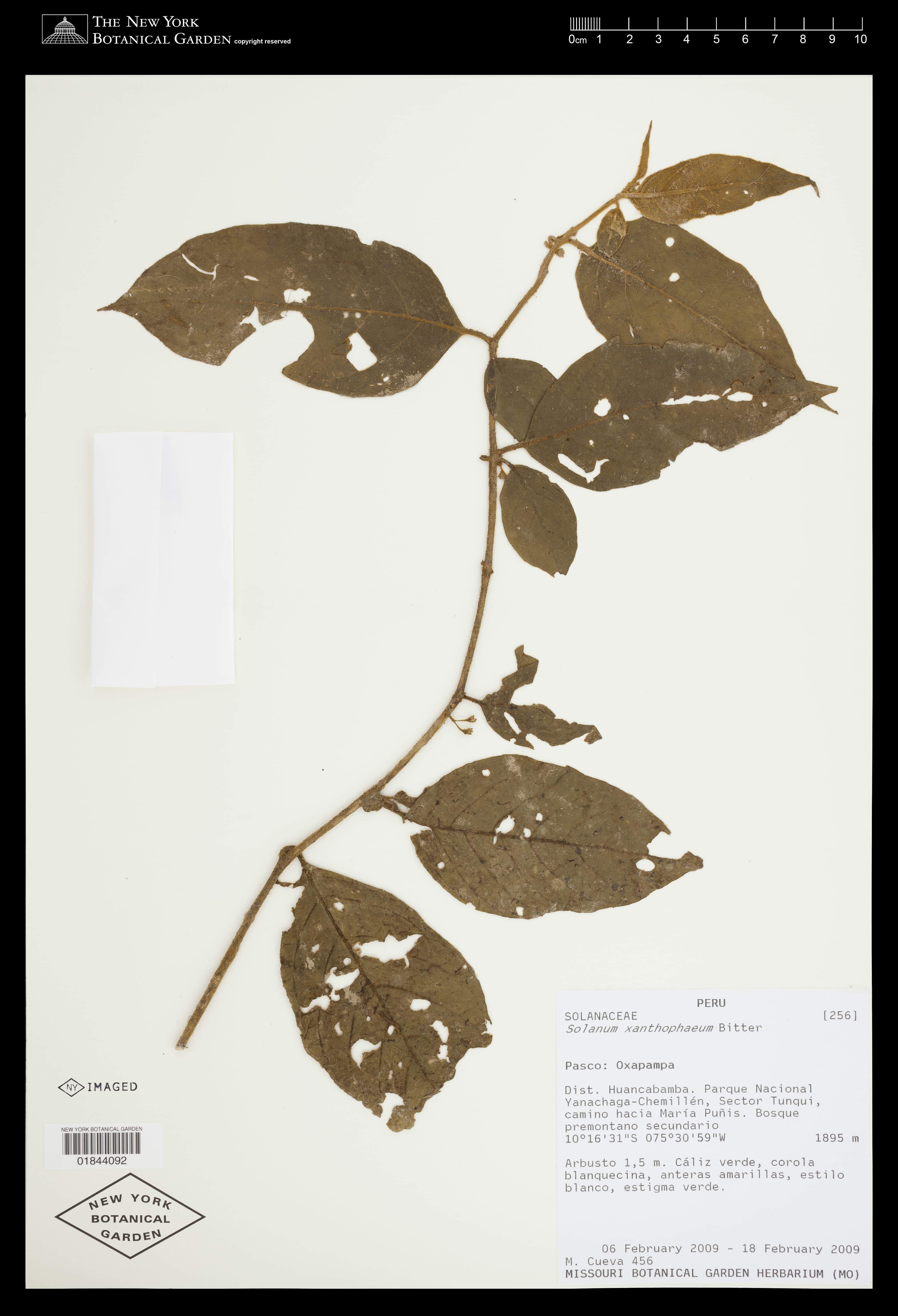 Solanum xanthophaeum