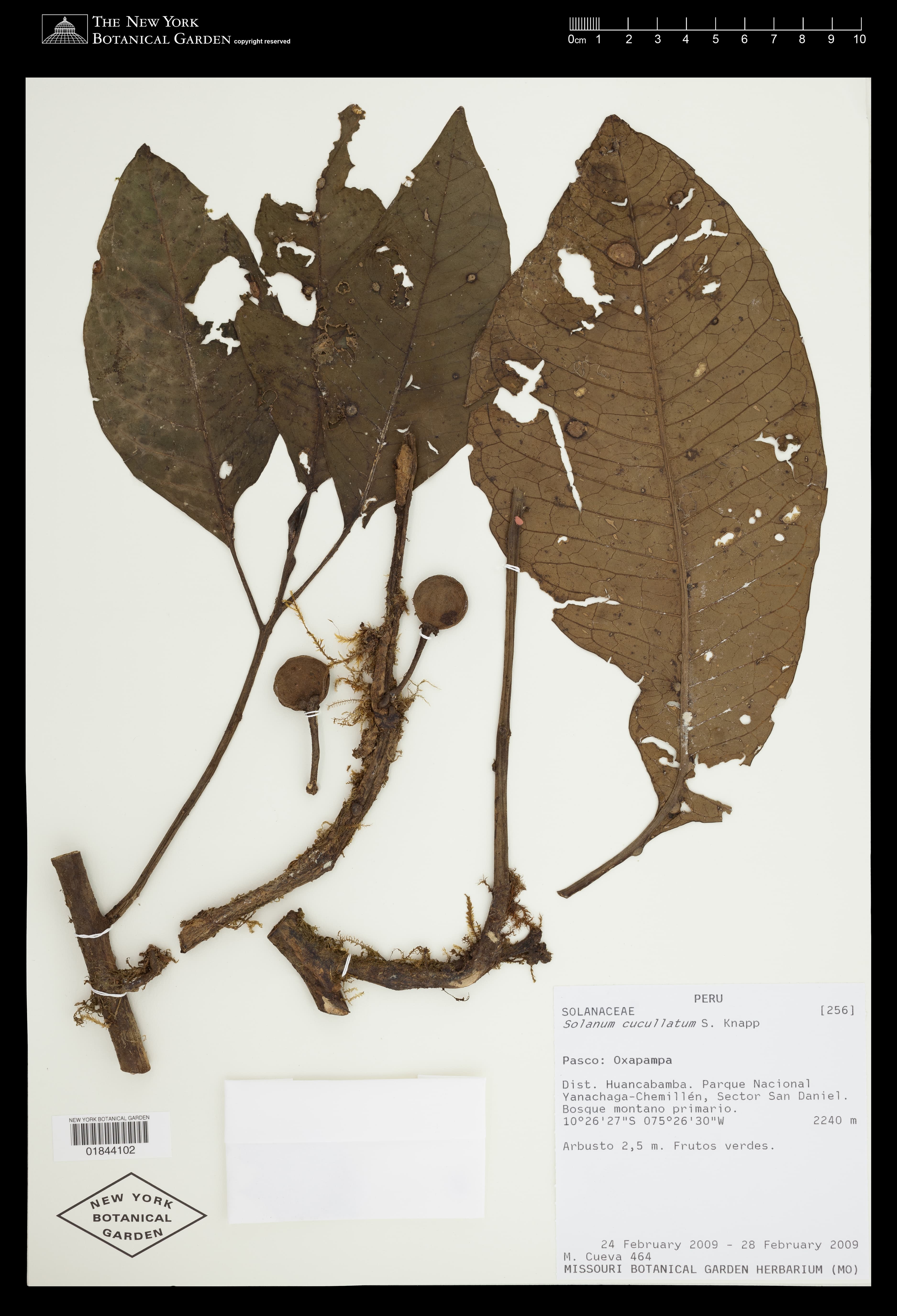 Solanum cucullatum